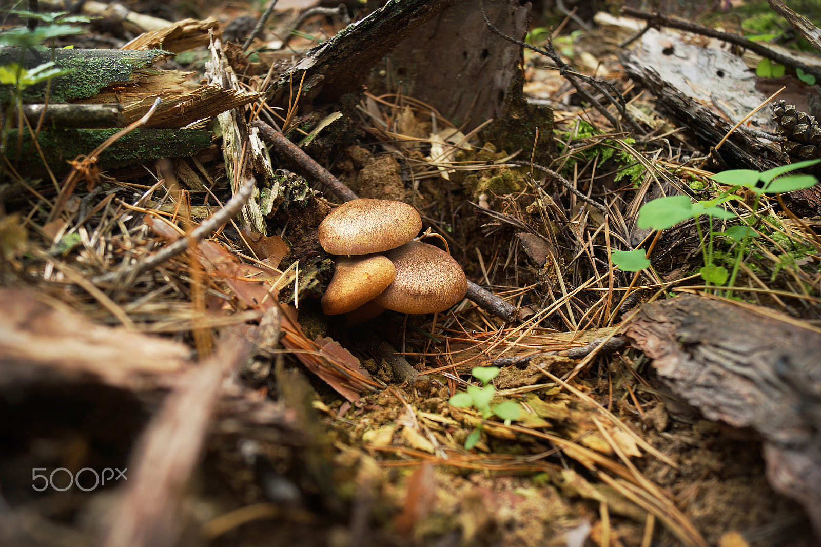 Sony SLT-A77 sample photo. Forest mushrooms photography