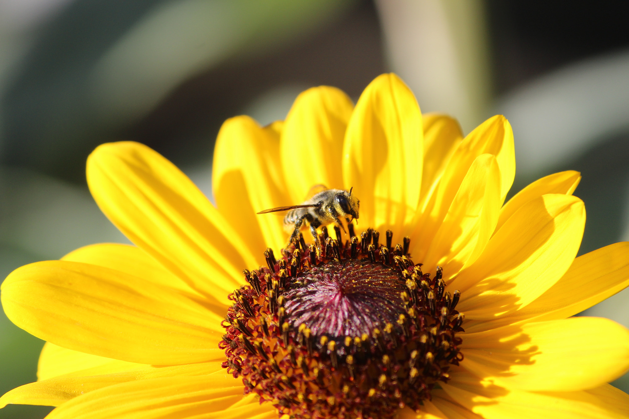 Canon EF-S 55-250mm F4-5.6 IS II sample photo. Sunflower photography