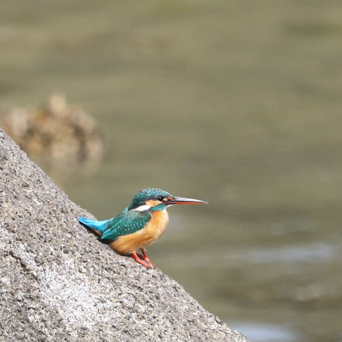 Canon EOS 750D (EOS Rebel T6i / EOS Kiss X8i) + Canon EF-S 55-250mm F4-5.6 IS STM sample photo. Kingfisher photography