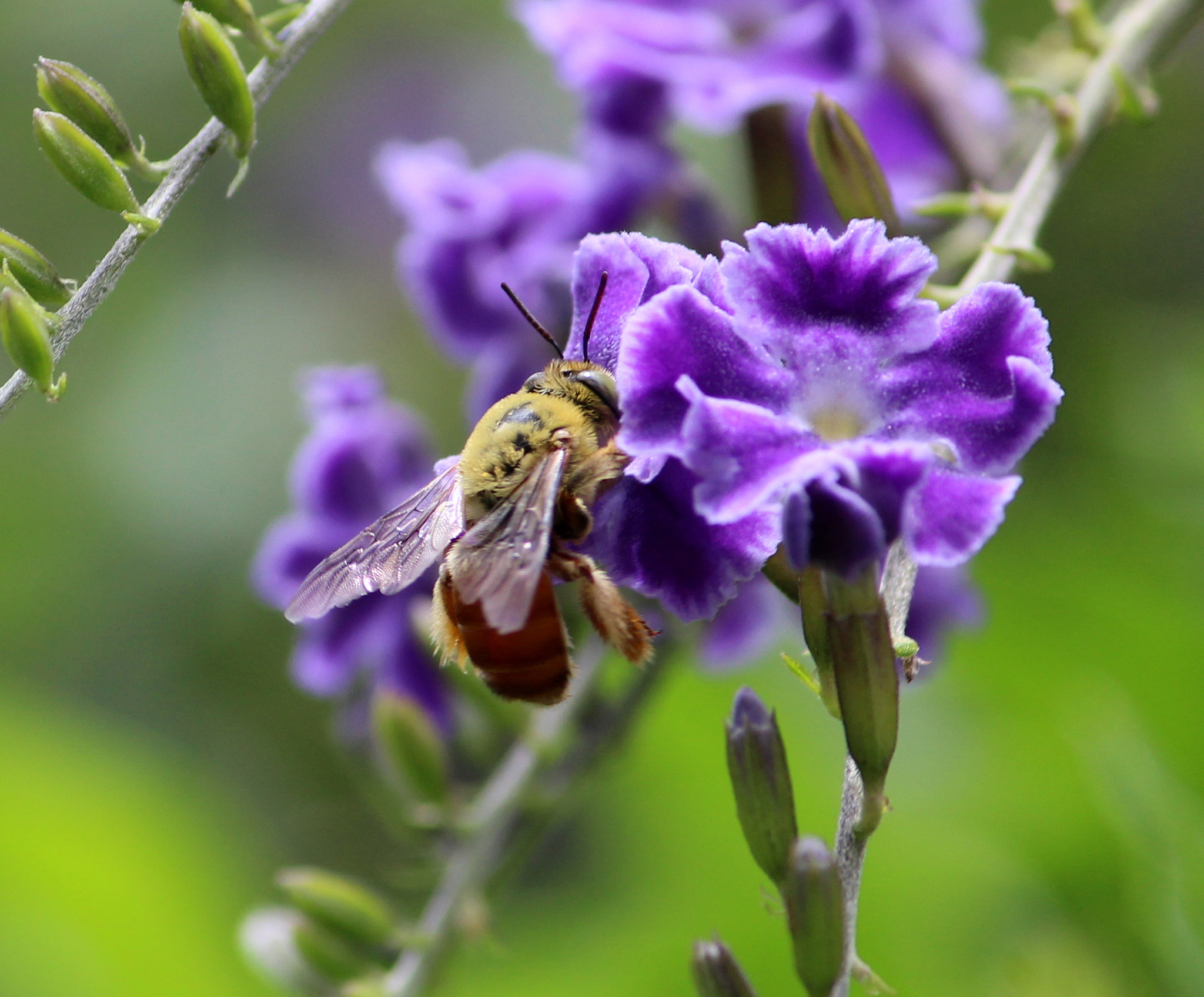 Canon EF-S 55-250mm F4-5.6 IS II sample photo. Bee photography