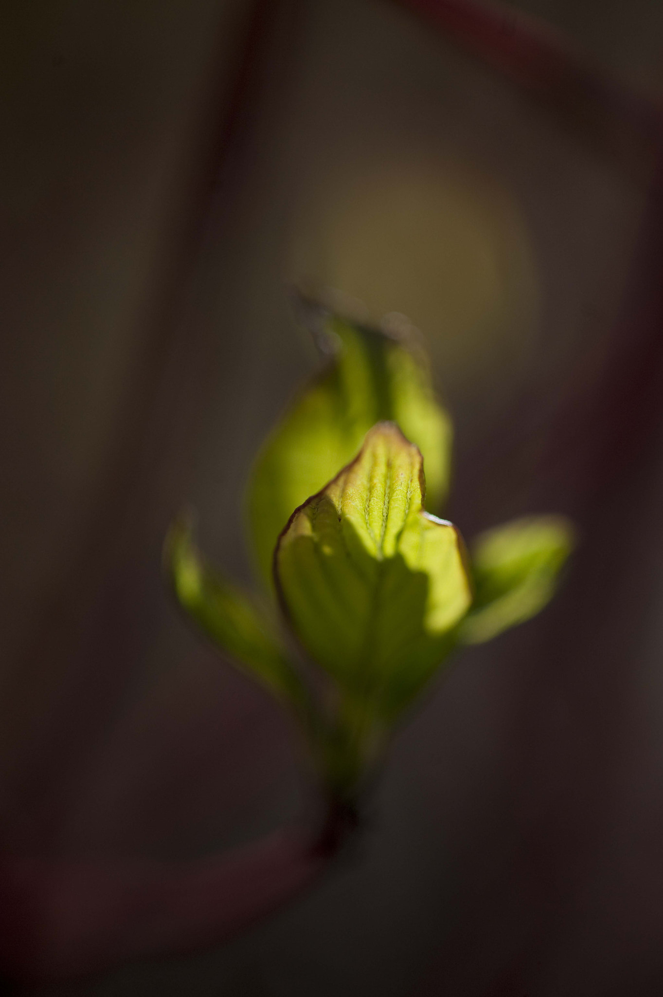 Nikon D3 sample photo. Voices of light photography