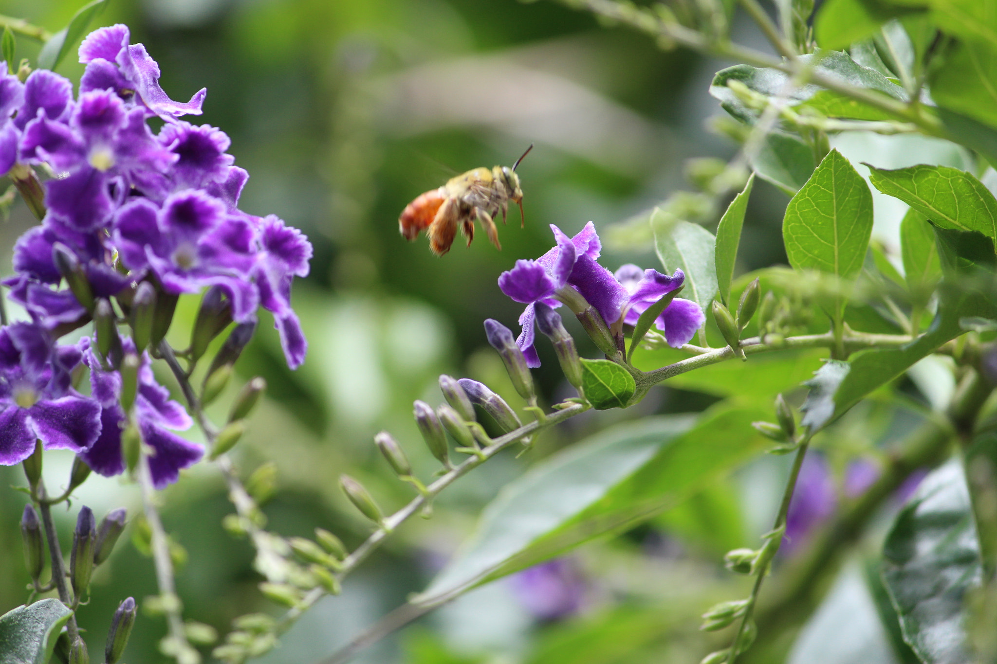 Canon EF-S 55-250mm F4-5.6 IS II sample photo. Bee photography