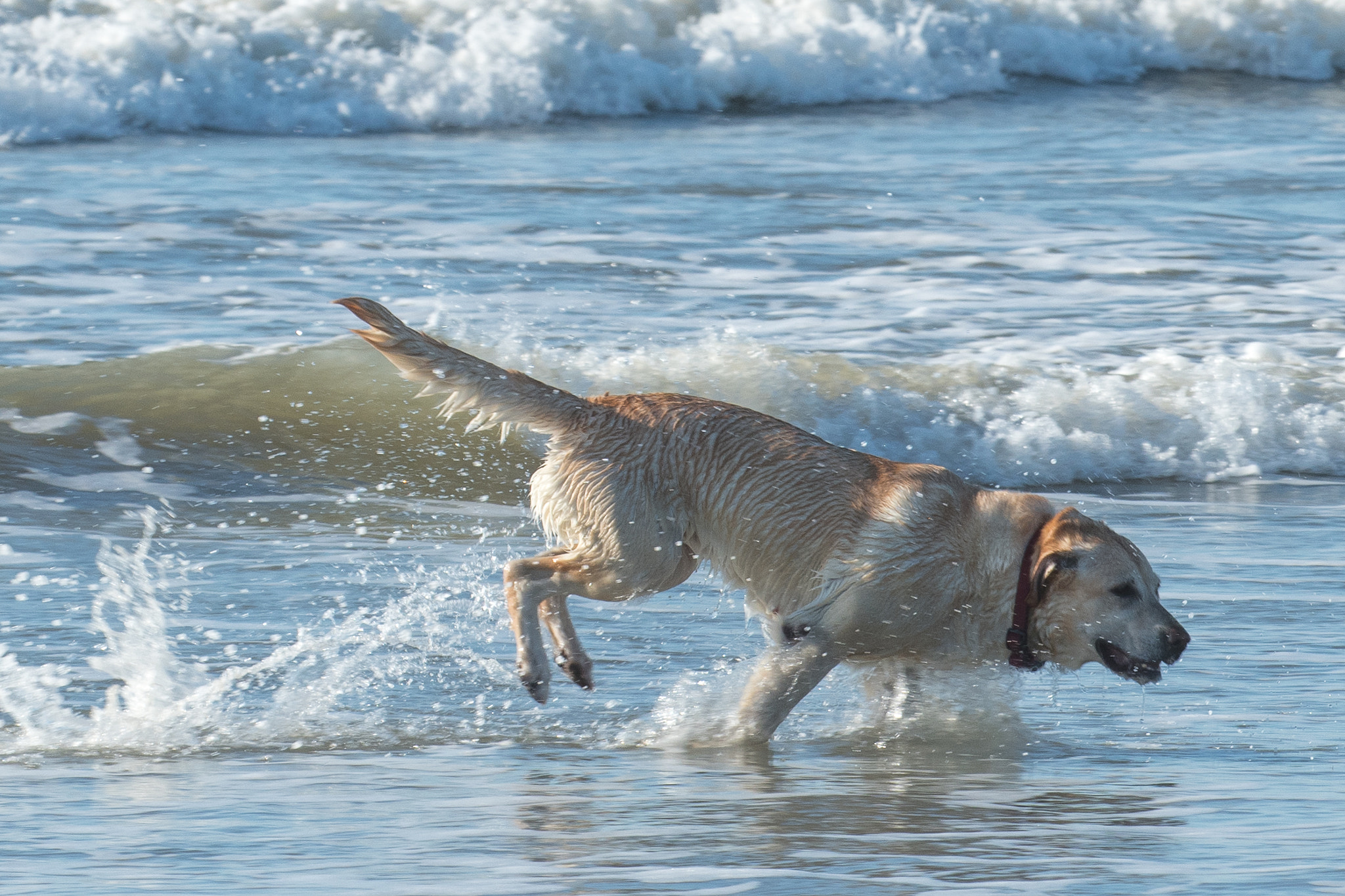 Nikon D500 sample photo. Happy dog 3.0 photography