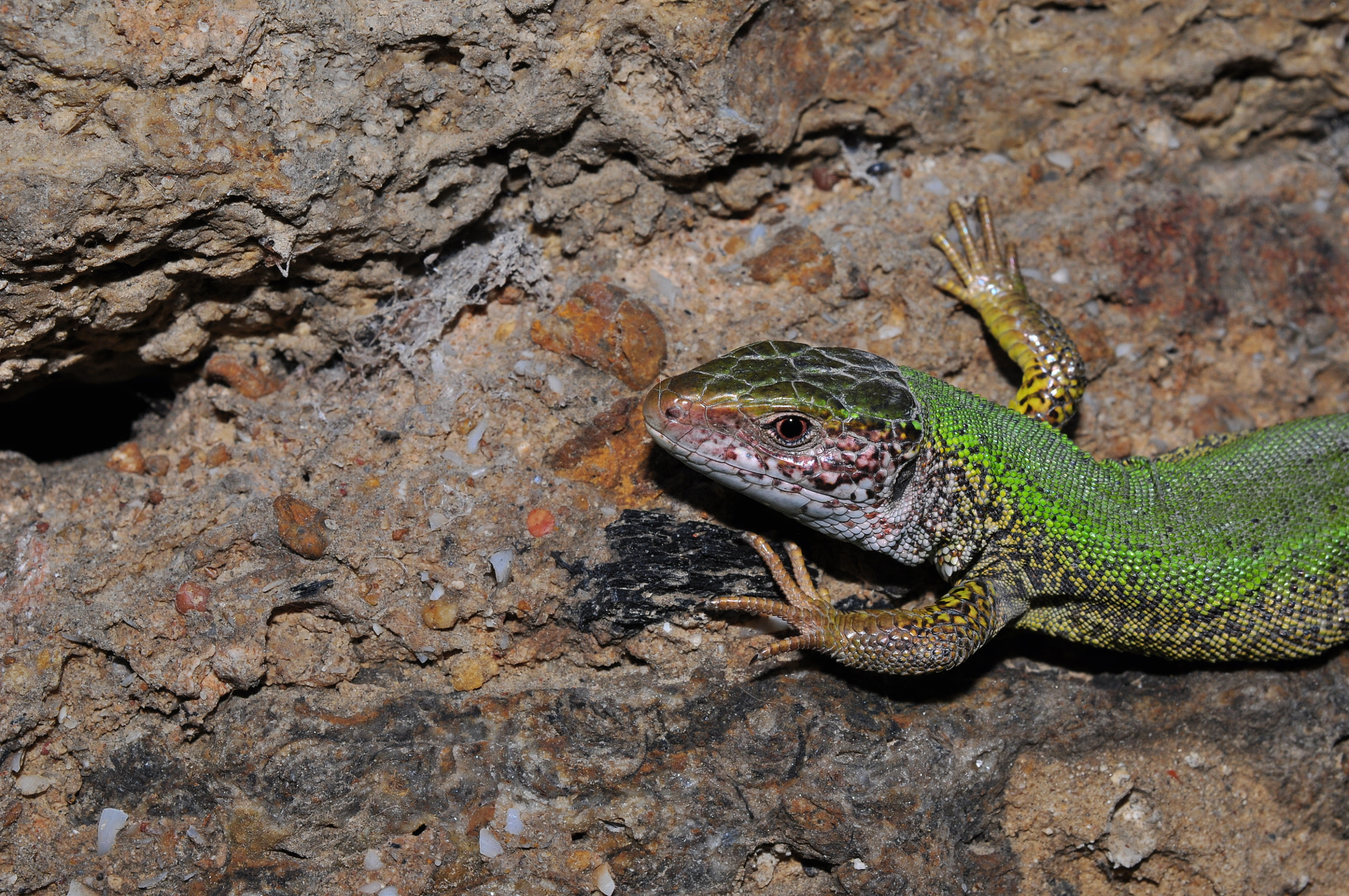 Nikon AF-S DX Micro Nikkor 40mm F2.8 sample photo. Lizard on the wall photography