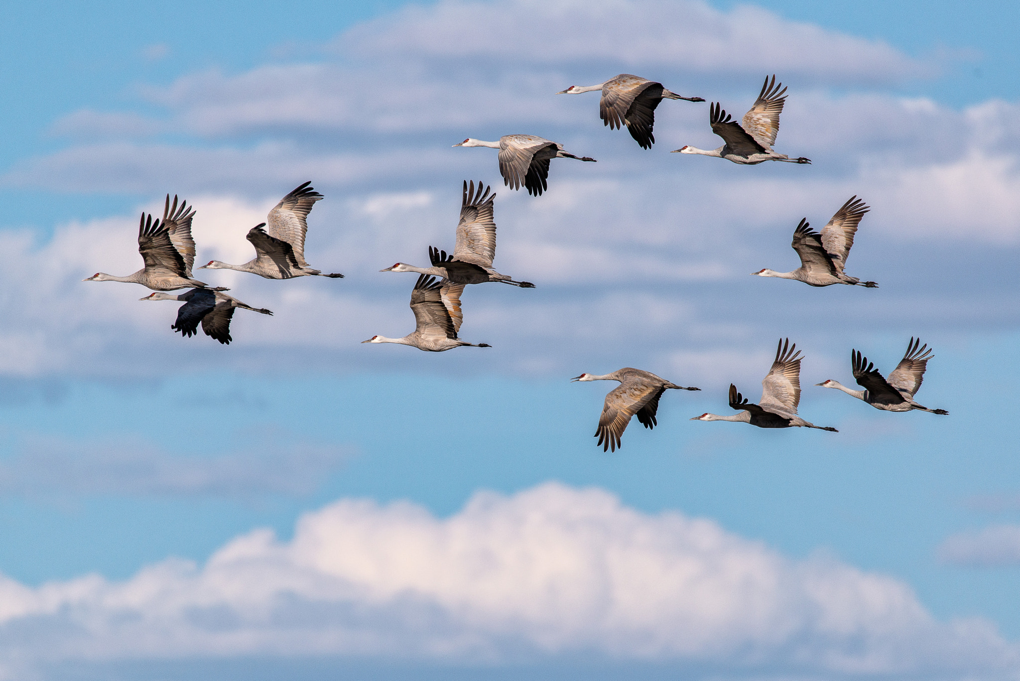 Sigma 150-600mm F5-6.3 DG OS HSM | S sample photo. Monte vista sandhill cranes in flight photography