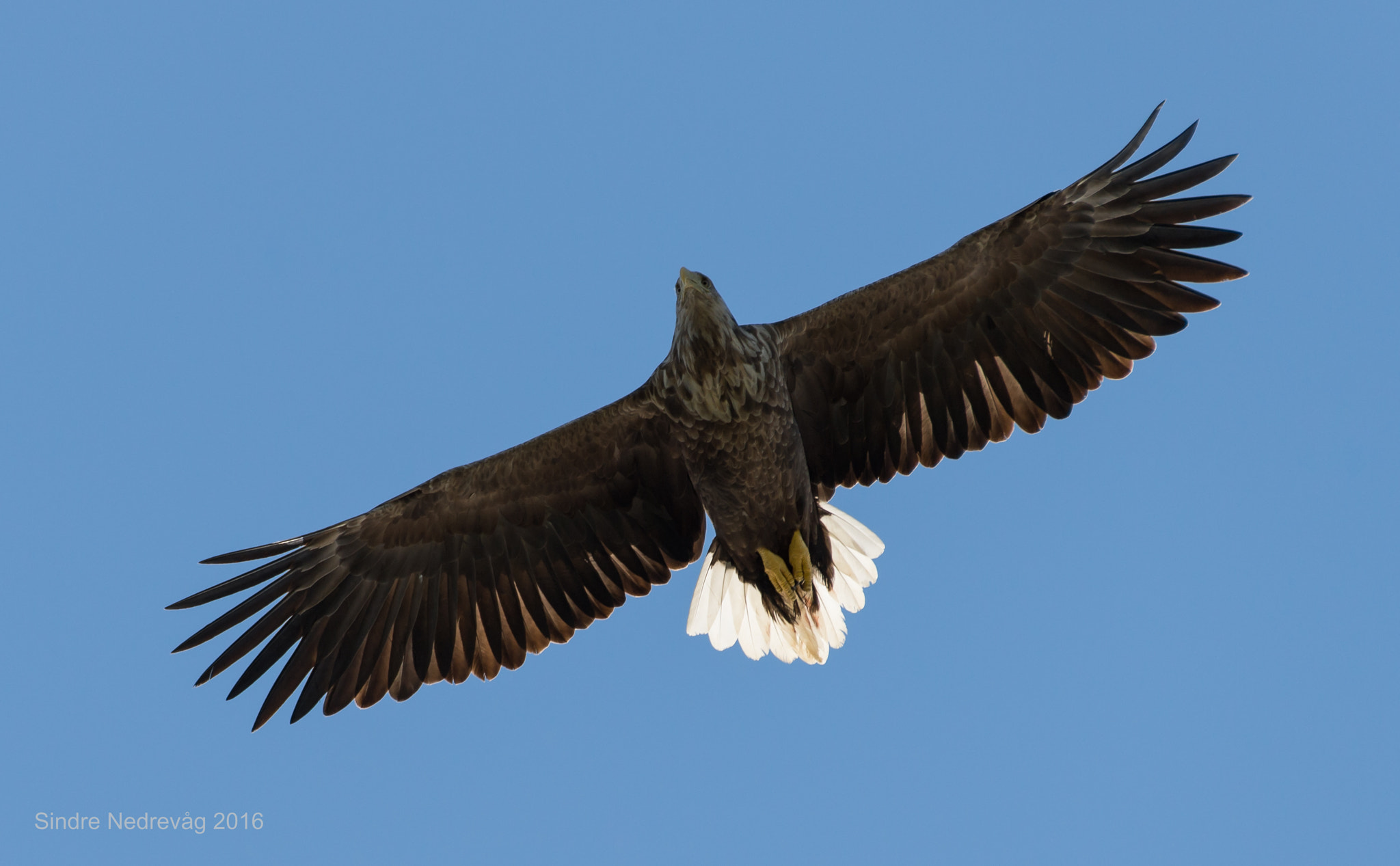 Nikon AF-S Nikkor 200-500mm F5.6E ED VR sample photo. Some tan for my wings ;) photography