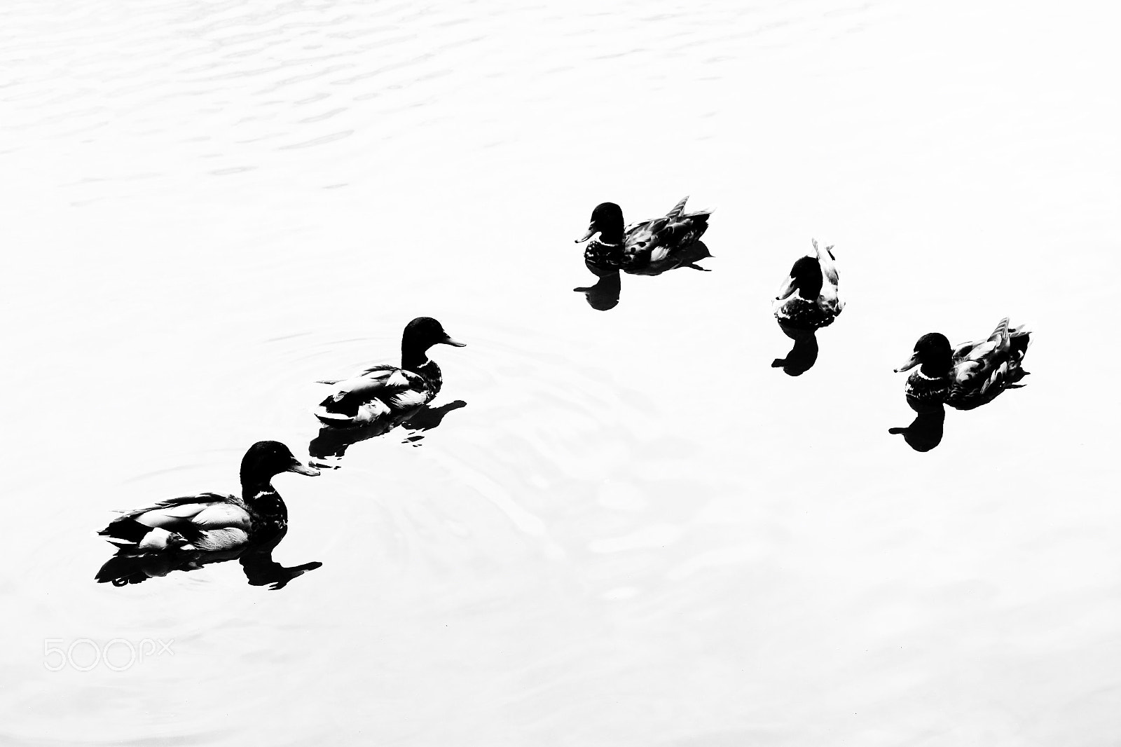 Sony 28-100mm F1.8-4.9 sample photo. Ducks 1 photography