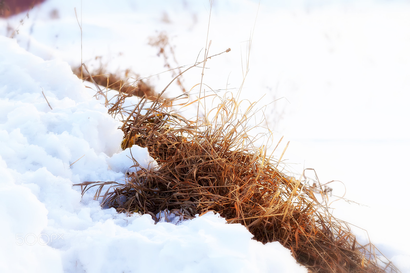 Canon EF 70-300mm F4-5.6 IS USM sample photo. And yet last year's grass photography