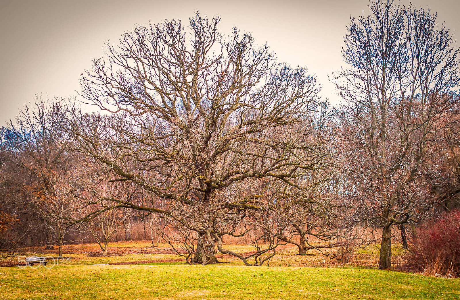 Nikon D750 + Nikon AF-S DX Nikkor 35mm F1.8G sample photo. The mighty oak photography