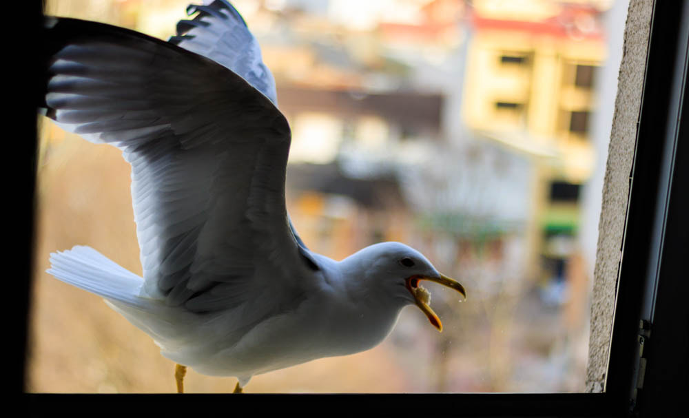Canon EOS 760D (EOS Rebel T6s / EOS 8000D) + Canon EF 50mm F1.8 STM sample photo. Img photography
