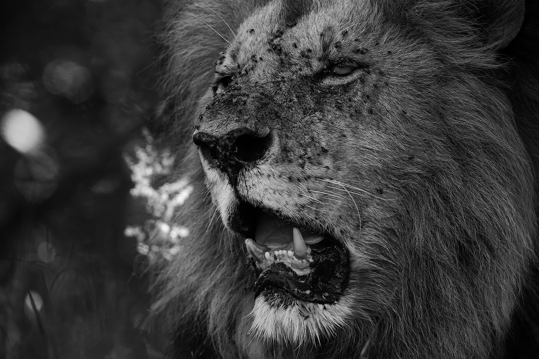 Canon EF 600mm F4L IS II USM sample photo. Warrior photography