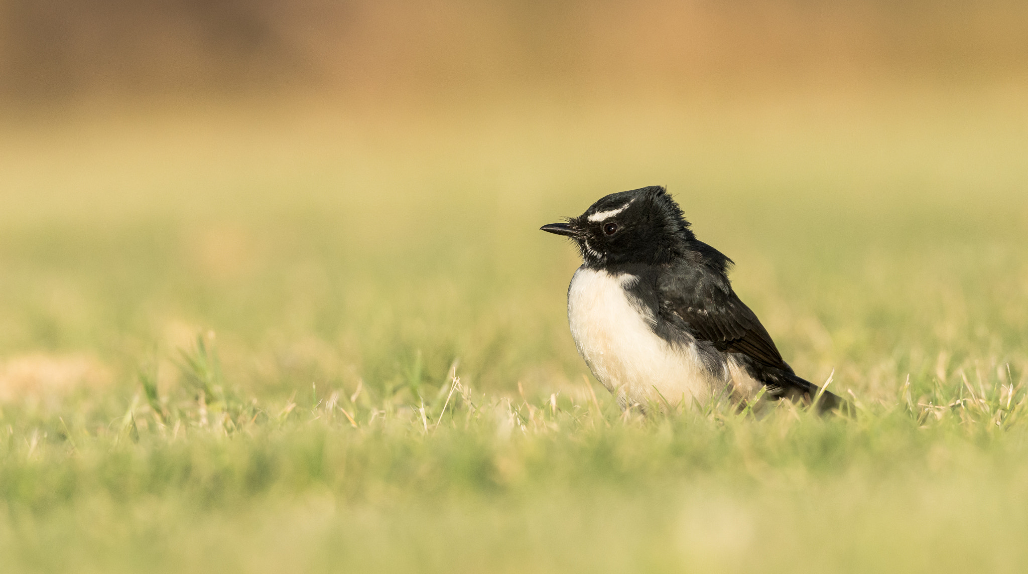 Sigma 150-600mm F5-6.3 DG OS HSM | C sample photo. Willie wagtailed ( rhipidura leucophrys ) photography