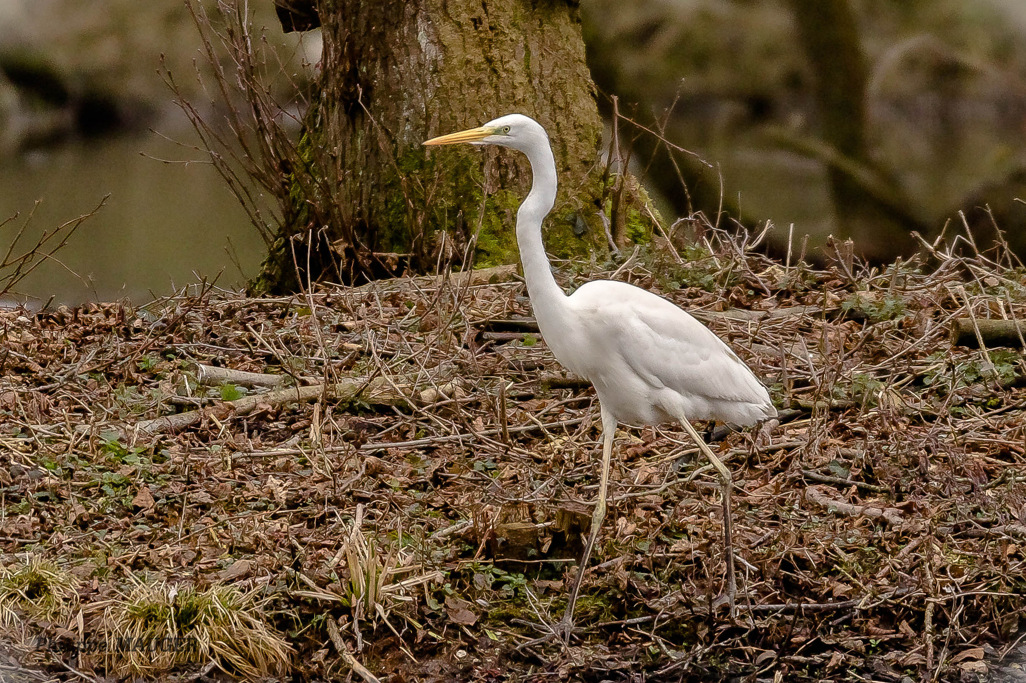 150-600mm F5-6.3 DG OS HSM | Sports 014 sample photo. Grande aigrette photography