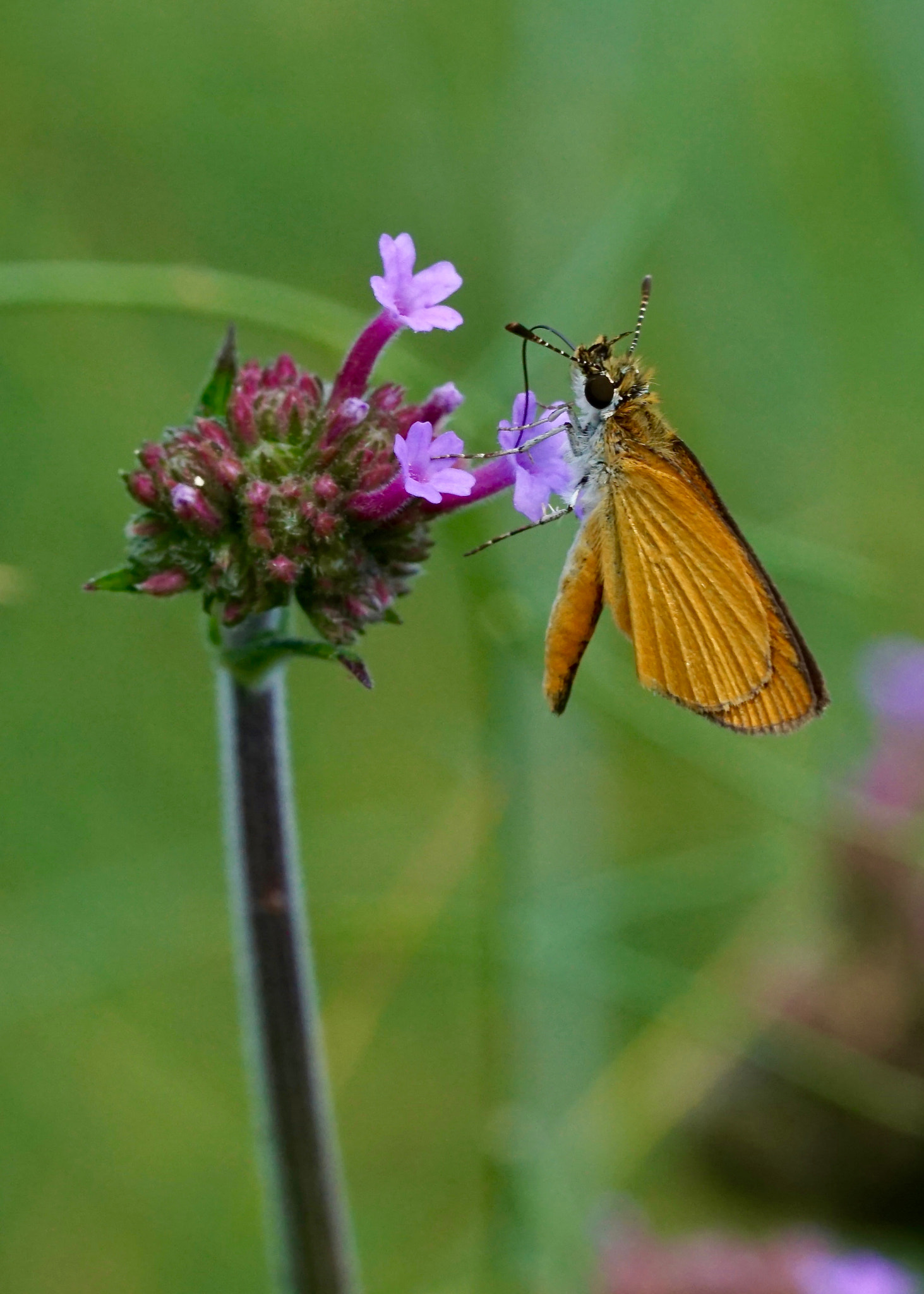 Sony a6000 + Sony FE 90mm F2.8 Macro G OSS sample photo. Least skipper photography