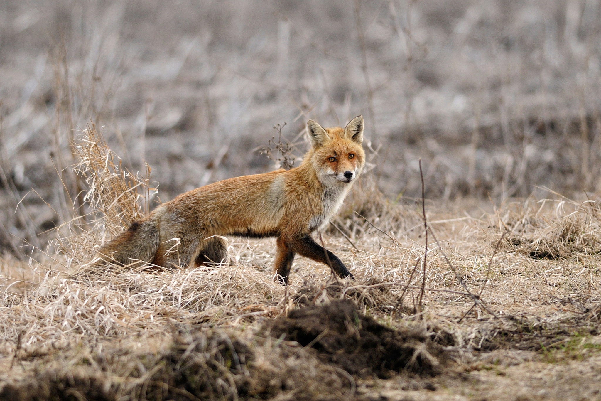 Nikon D300S + Nikon AF-S Nikkor 300mm F4D ED-IF sample photo. Spring fox photography