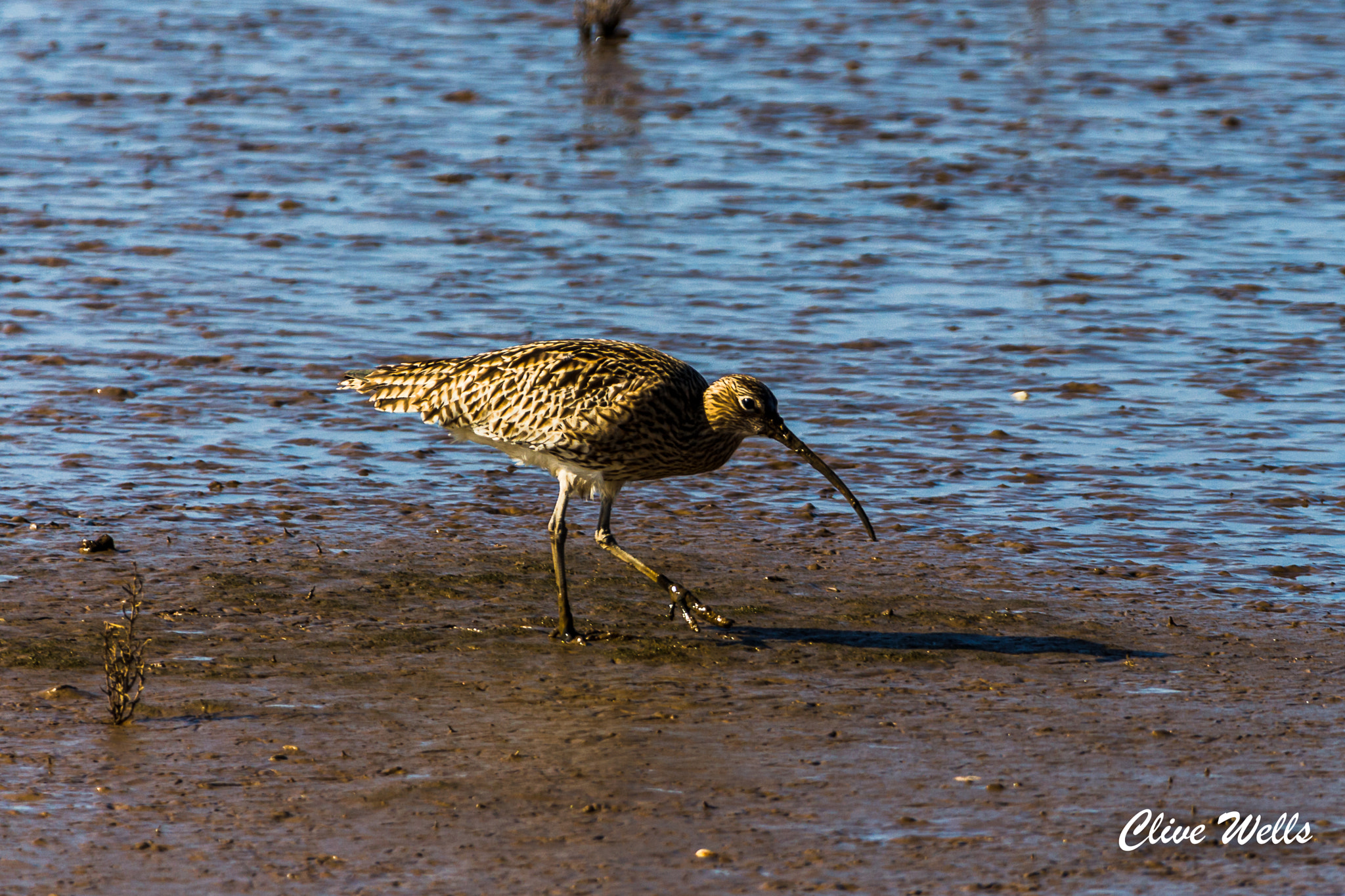 Canon EOS 700D (EOS Rebel T5i / EOS Kiss X7i) + 150-600mm F5-6.3 DG OS HSM | Contemporary 015 sample photo. Curlew walking the mud photography