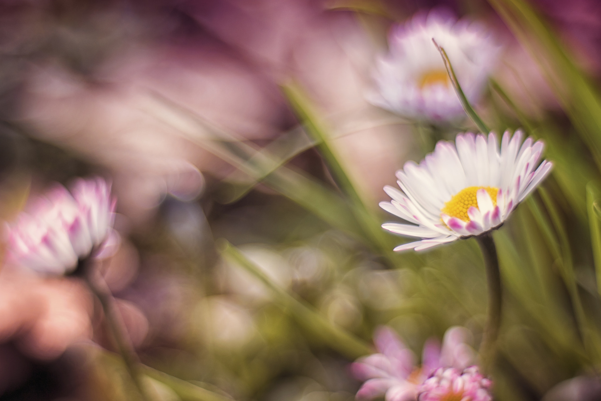Canon EF 28-80mm f/3.5-5.6 sample photo. Daisy photography