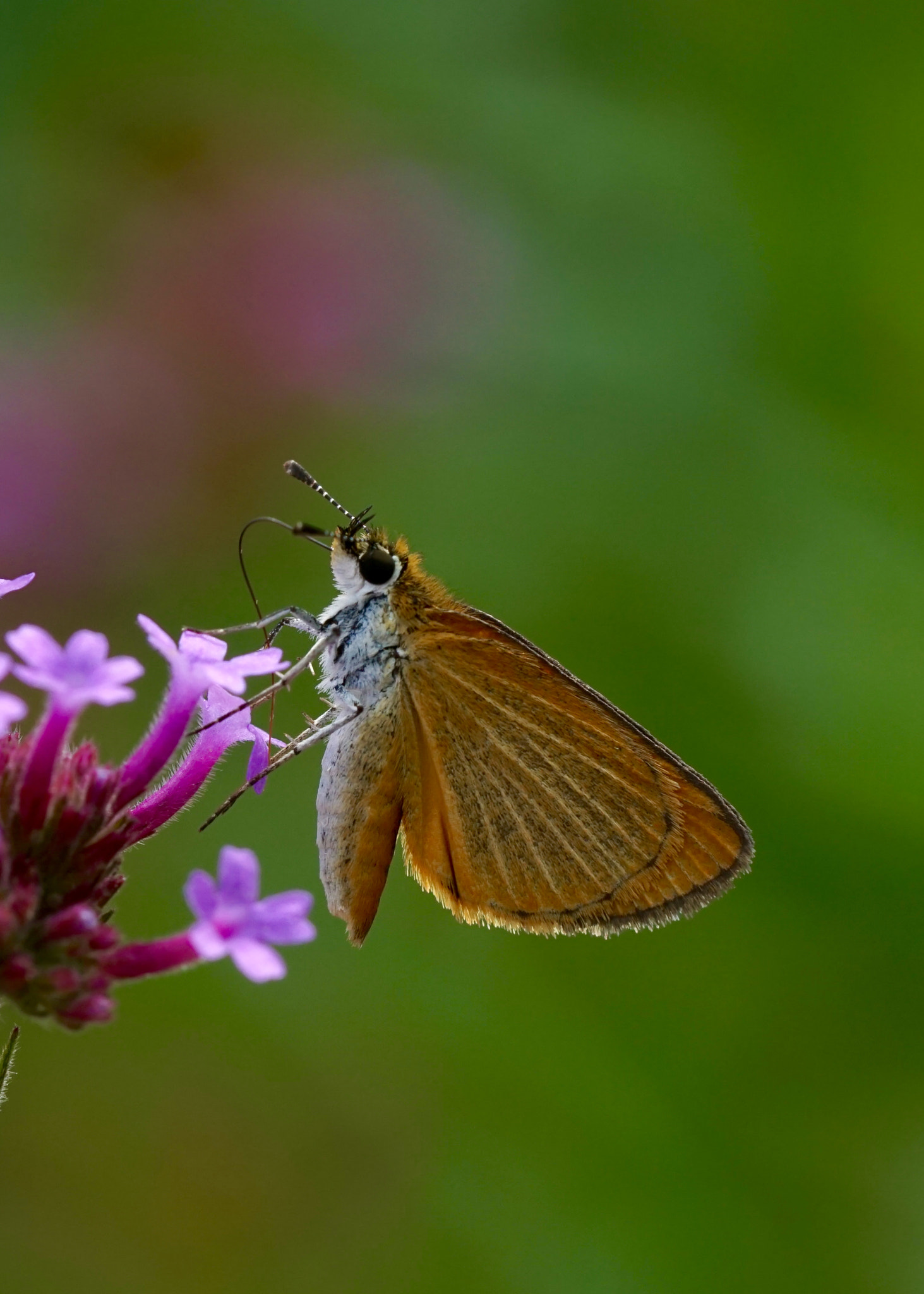 Sony a6000 sample photo. Least skipper up close photography