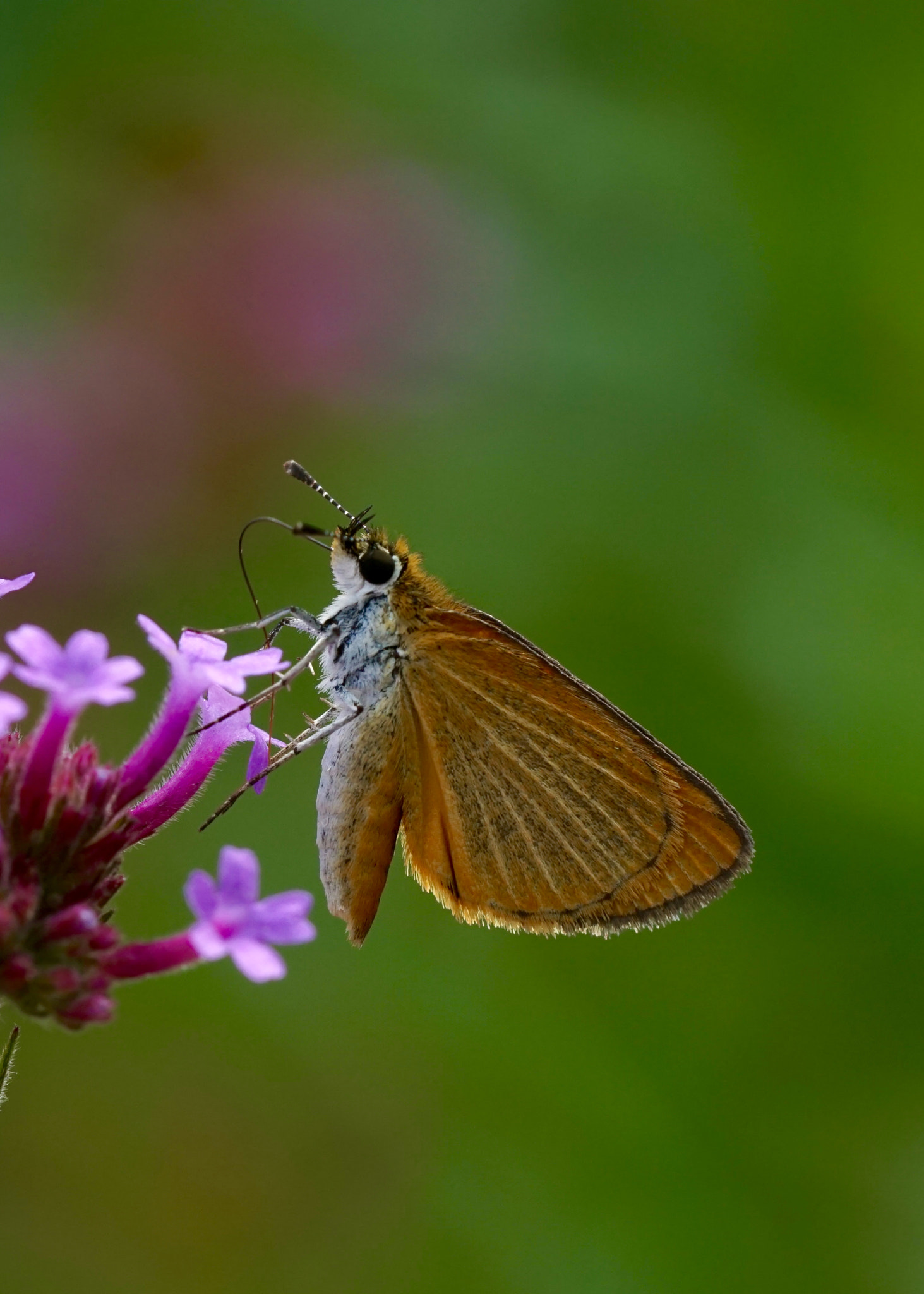 Sony a6000 + Sony FE 90mm F2.8 Macro G OSS sample photo. Least skipper up close photography