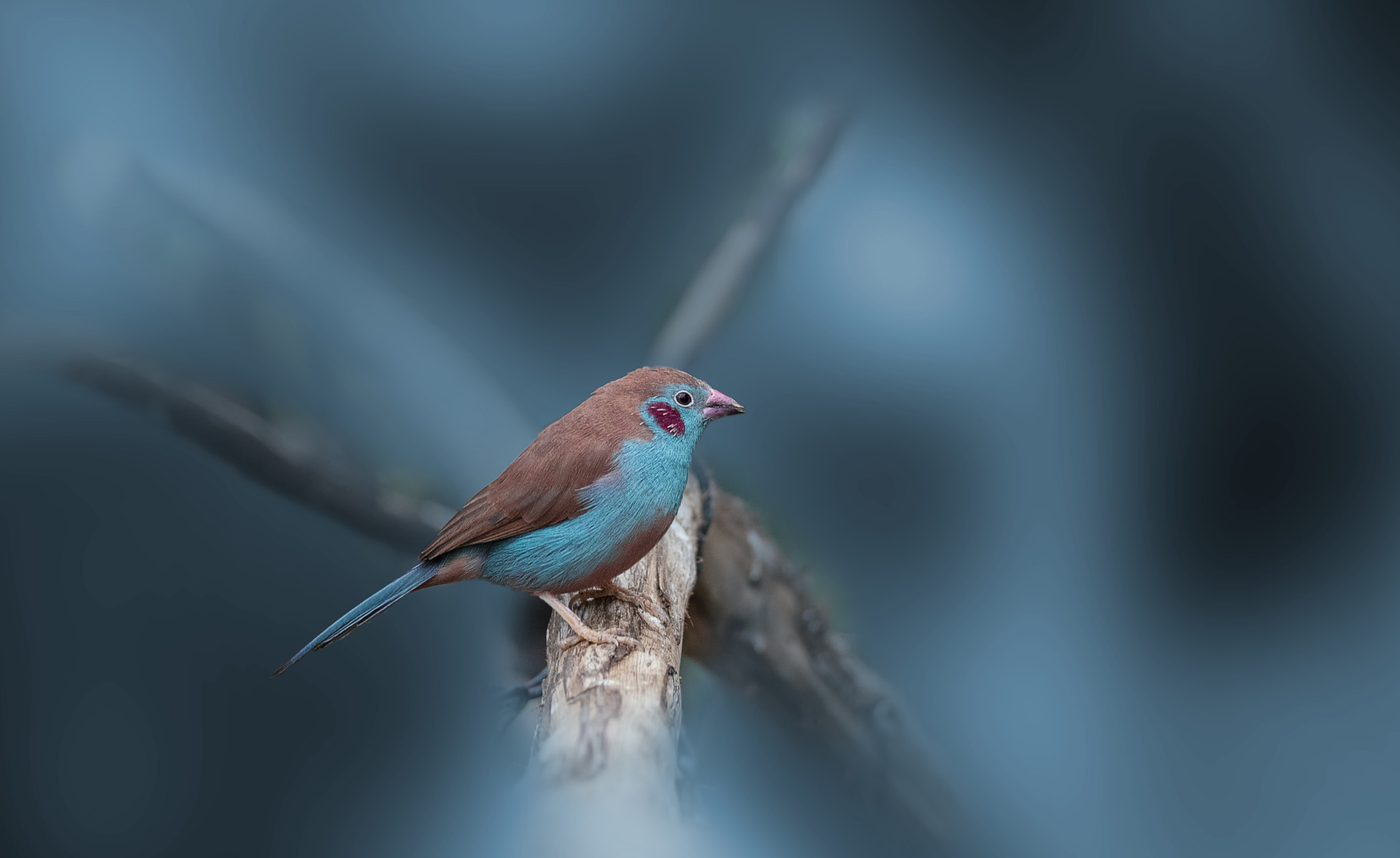 Nikon D750 sample photo. Cordon blue finch photography