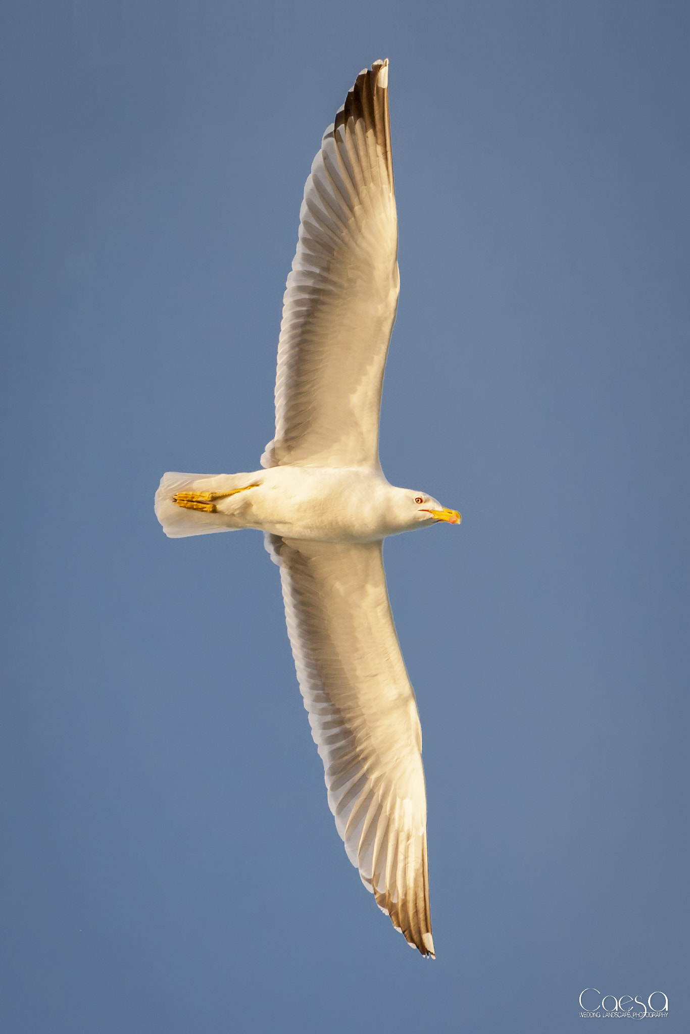 Canon EF 200mm F2.8L II USM sample photo. Goéland photography