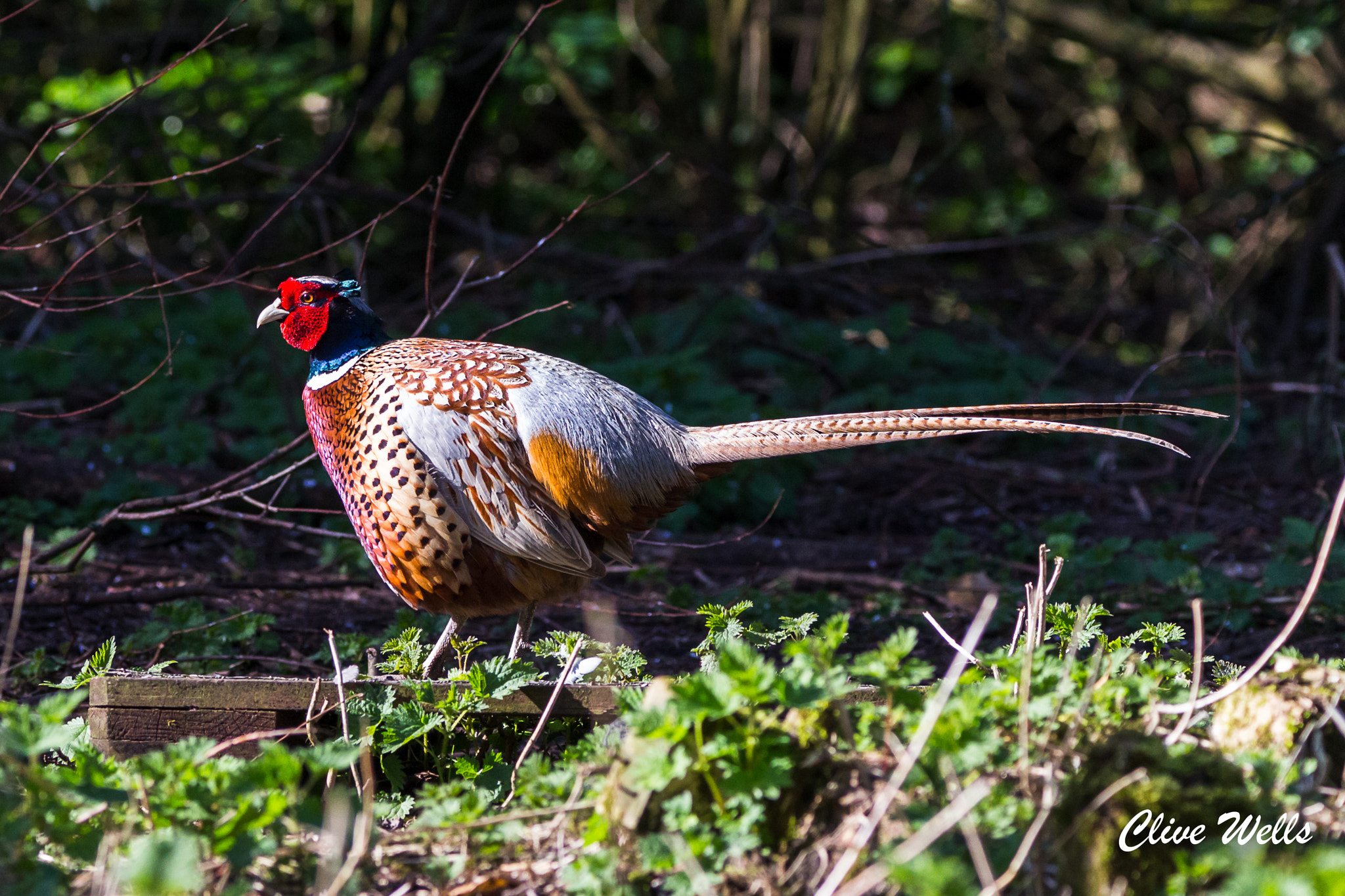 Canon EOS 700D (EOS Rebel T5i / EOS Kiss X7i) + 150-600mm F5-6.3 DG OS HSM | Contemporary 015 sample photo. Male pheasant photography