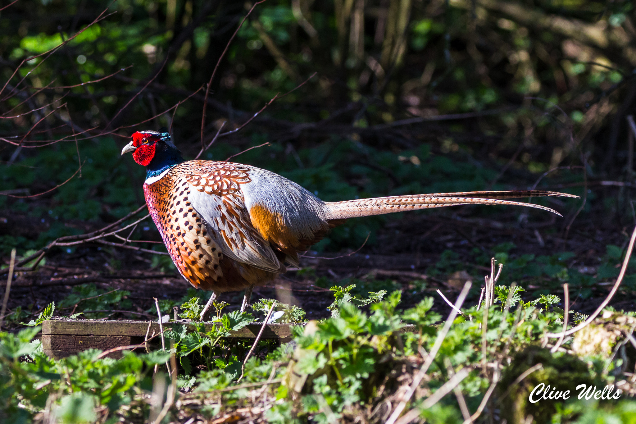 150-600mm F5-6.3 DG OS HSM | Contemporary 015 sample photo. Male pheasant photography