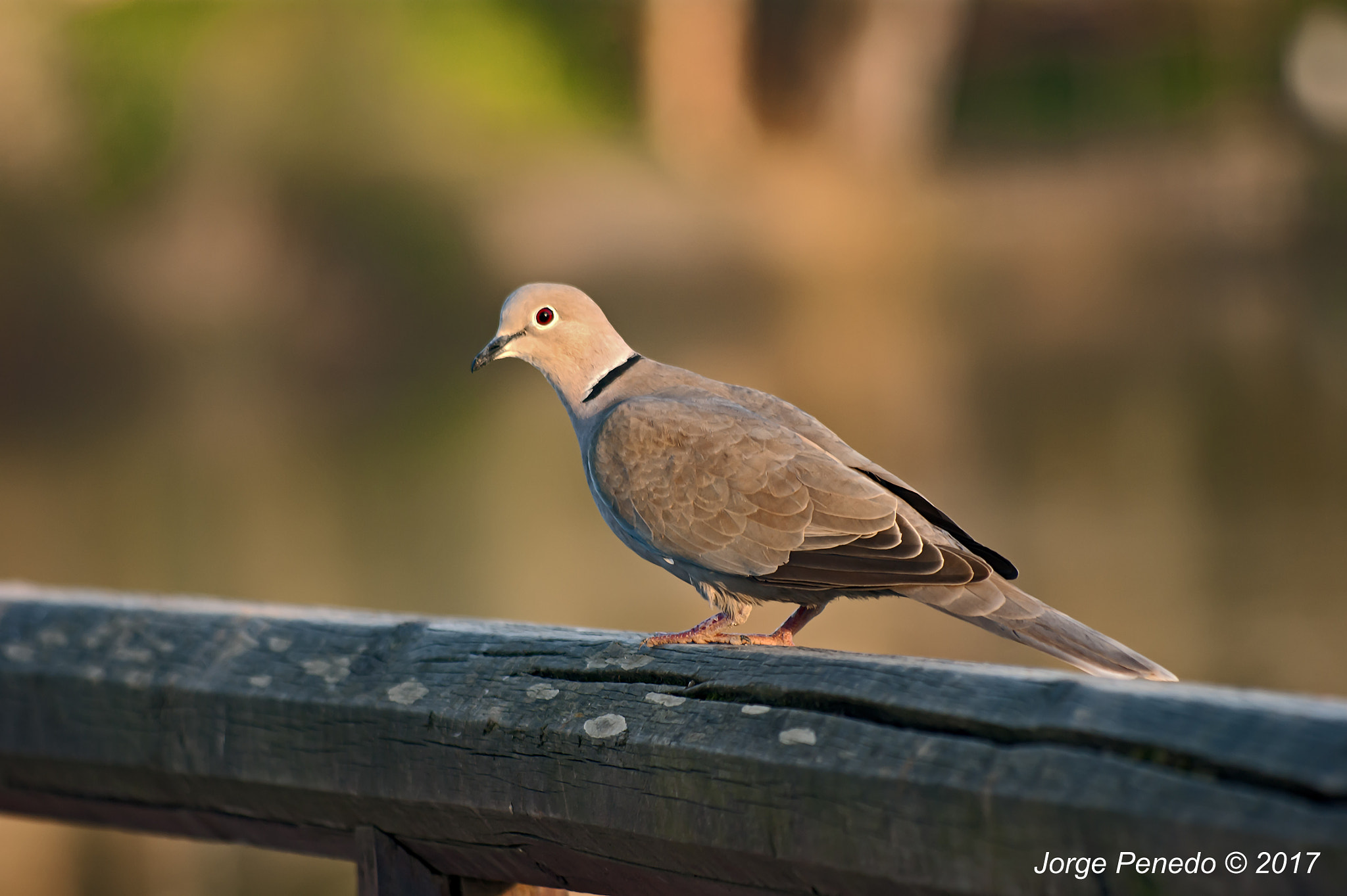 Sony Alpha DSLR-A390 sample photo. Turtledove photography