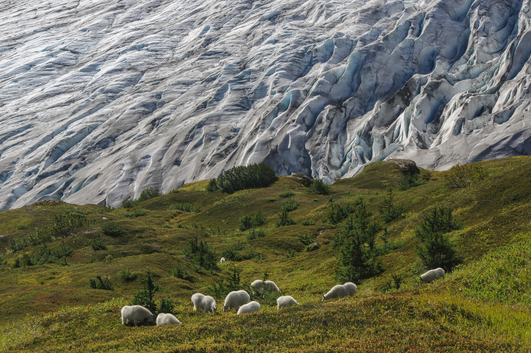 Pentax K-3 sample photo. Mountain goats and exit glacier, alaska photography