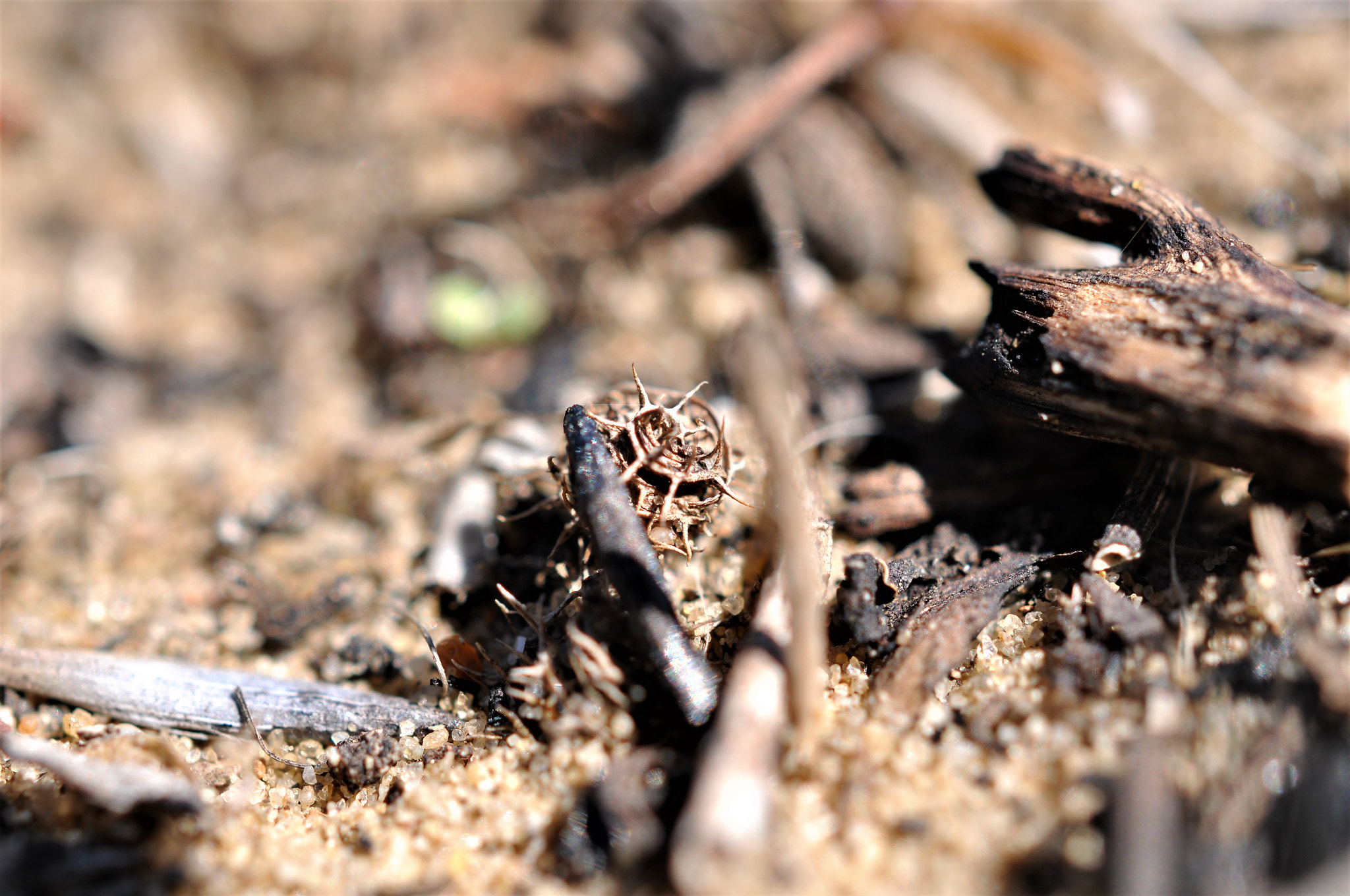 Nikon AF-S DX Micro Nikkor 40mm F2.8 sample photo. Seed photography