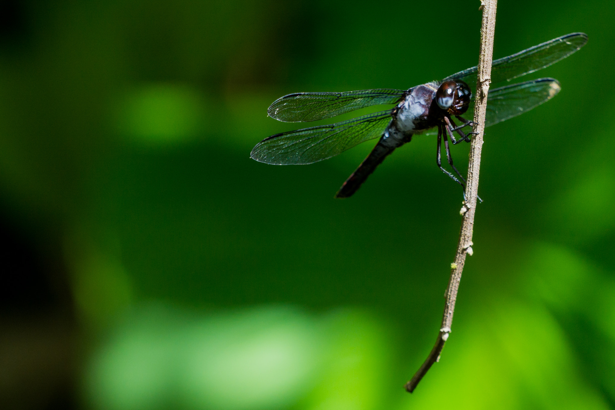 Sony a6000 + Sony FE 70-200mm F4 G OSS sample photo. Veragua rainforest, costa rica photography