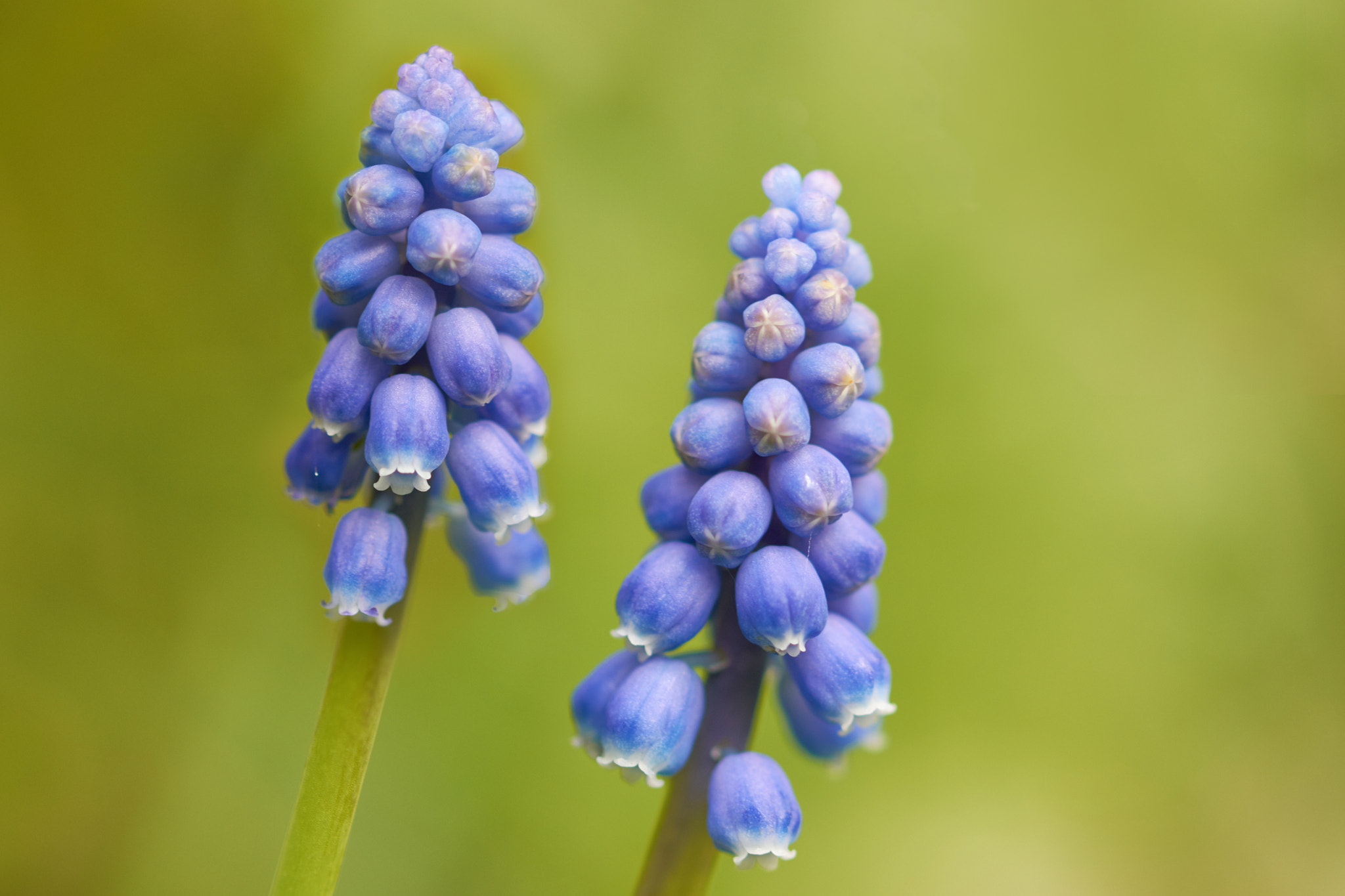 Sigma 105mm F2.8 EX DG OS HSM sample photo. Grape hyacinth photography