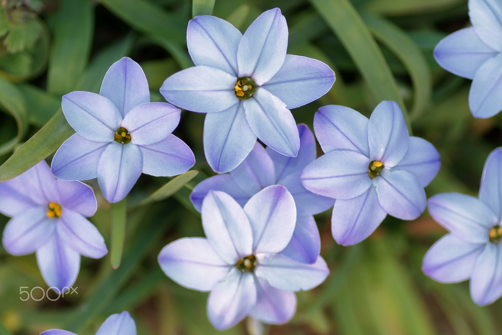 Canon EOS 7D sample photo. Spring starflower photography