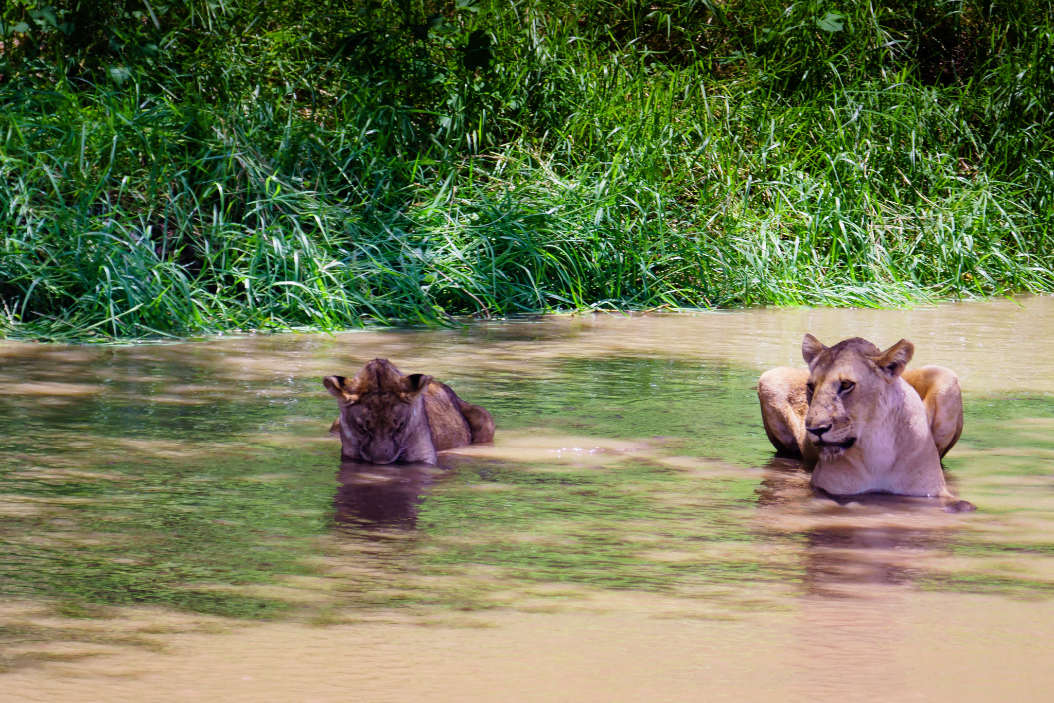 Sony 70-300mm F4.5-5.6 G SSM sample photo. Lionesses bathing in the shadows photography