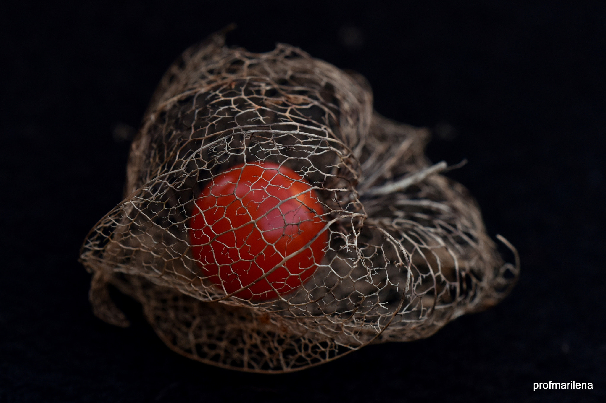 Sigma 150mm F2.8 EX DG OS Macro HSM sample photo. In the cage photography