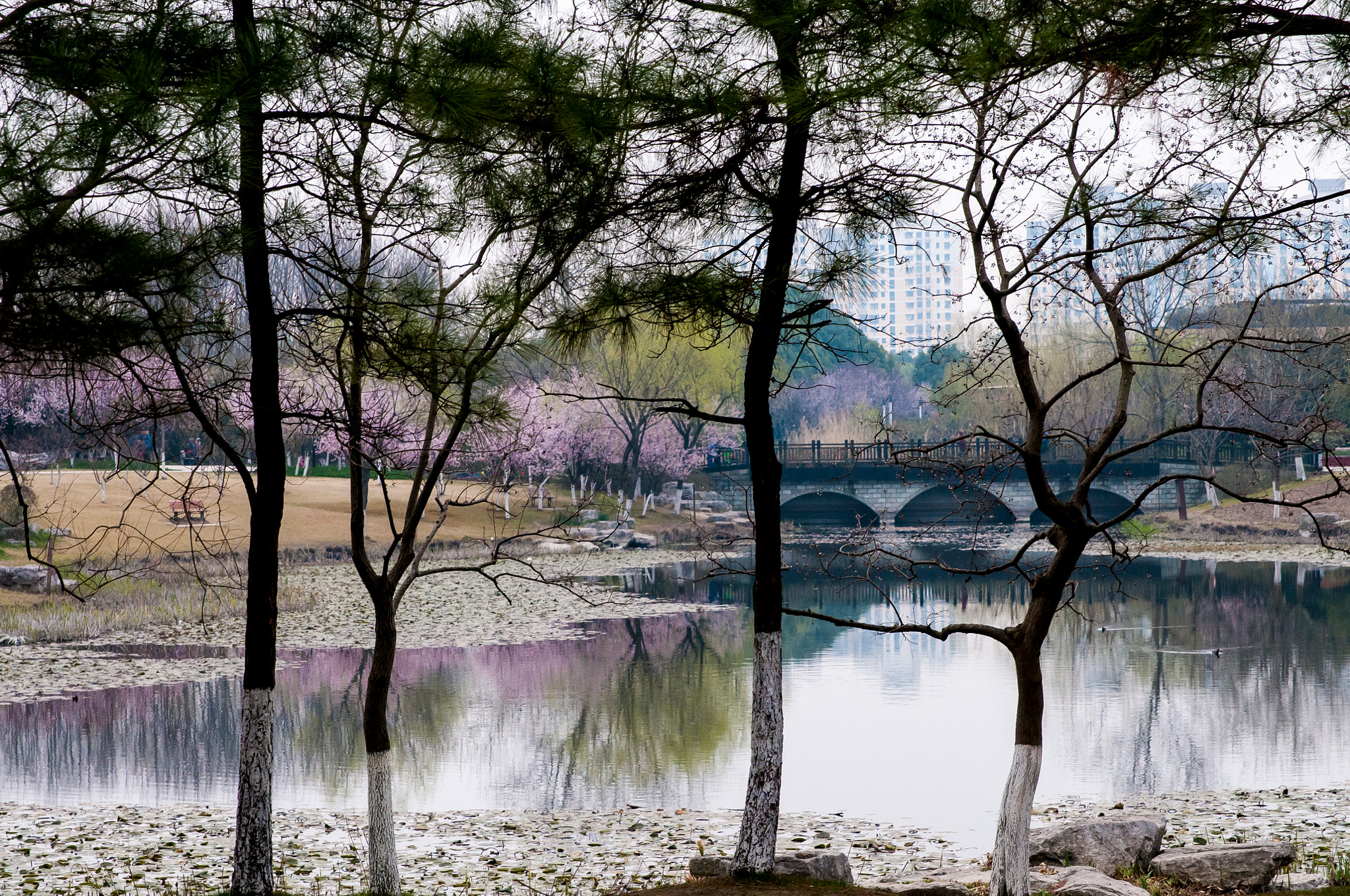 Sigma 24-70mm F2.8 EX DG HSM sample photo. Spring photography