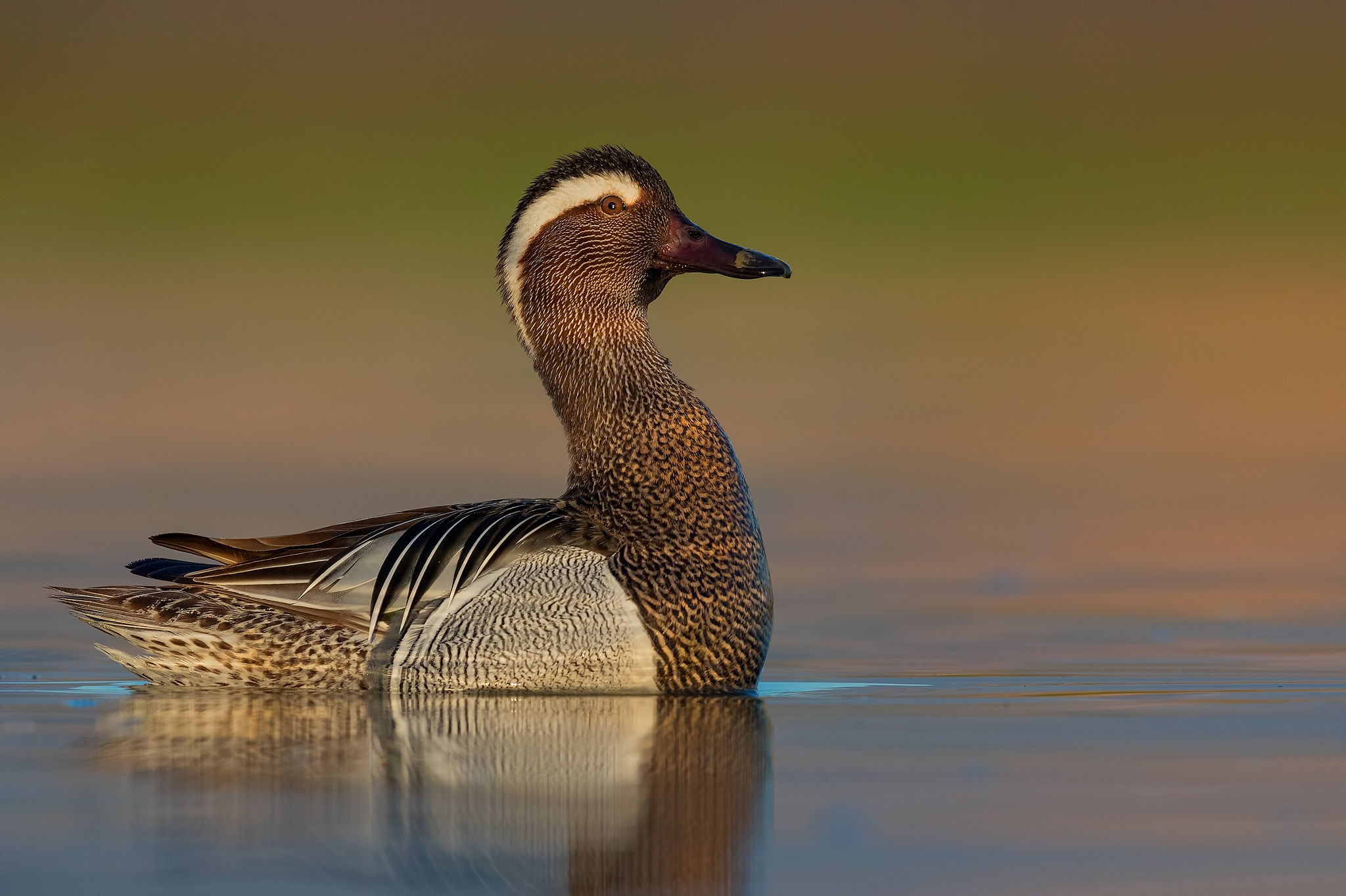 Canon EF 600mm F4L IS II USM sample photo. Garganey photography