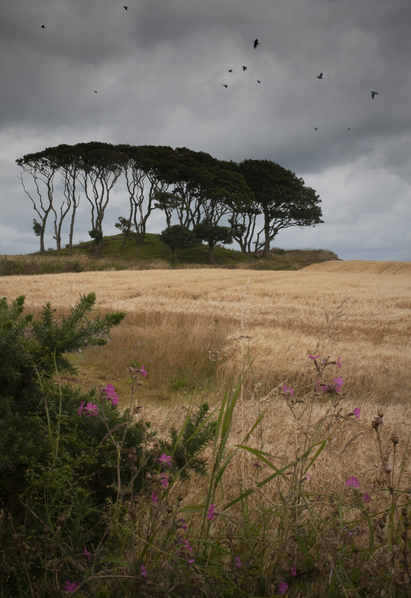 Nikon D300 sample photo. Crawton photography