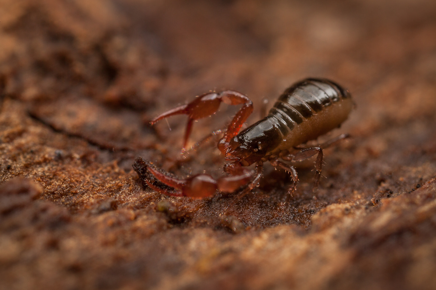 Canon MP-E 65mm F2.5 1-5x Macro Photo sample photo. Neobisium carcinoides photography