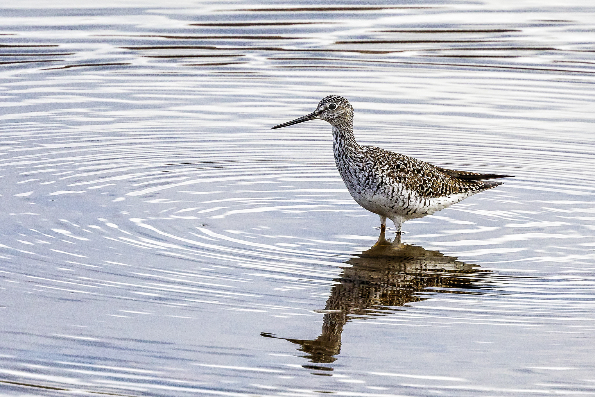 Canon EF 400mm F4 DO IS II USM sample photo. Greater yellowlegs photography