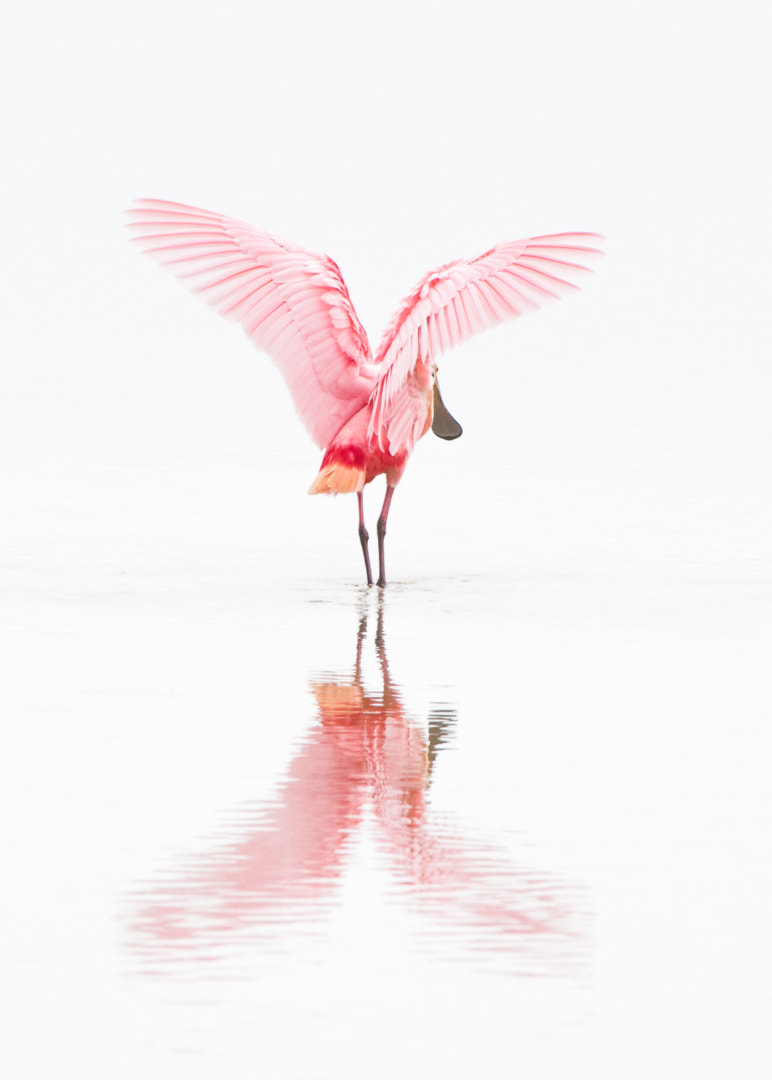 Nikon D300 + Nikon AF-S Nikkor 200-400mm F4G ED-IF VR sample photo. Roseate spoonbill photography