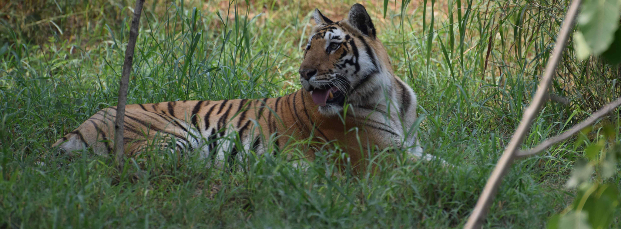 Nikon D5300 sample photo. Bengal tiger photography