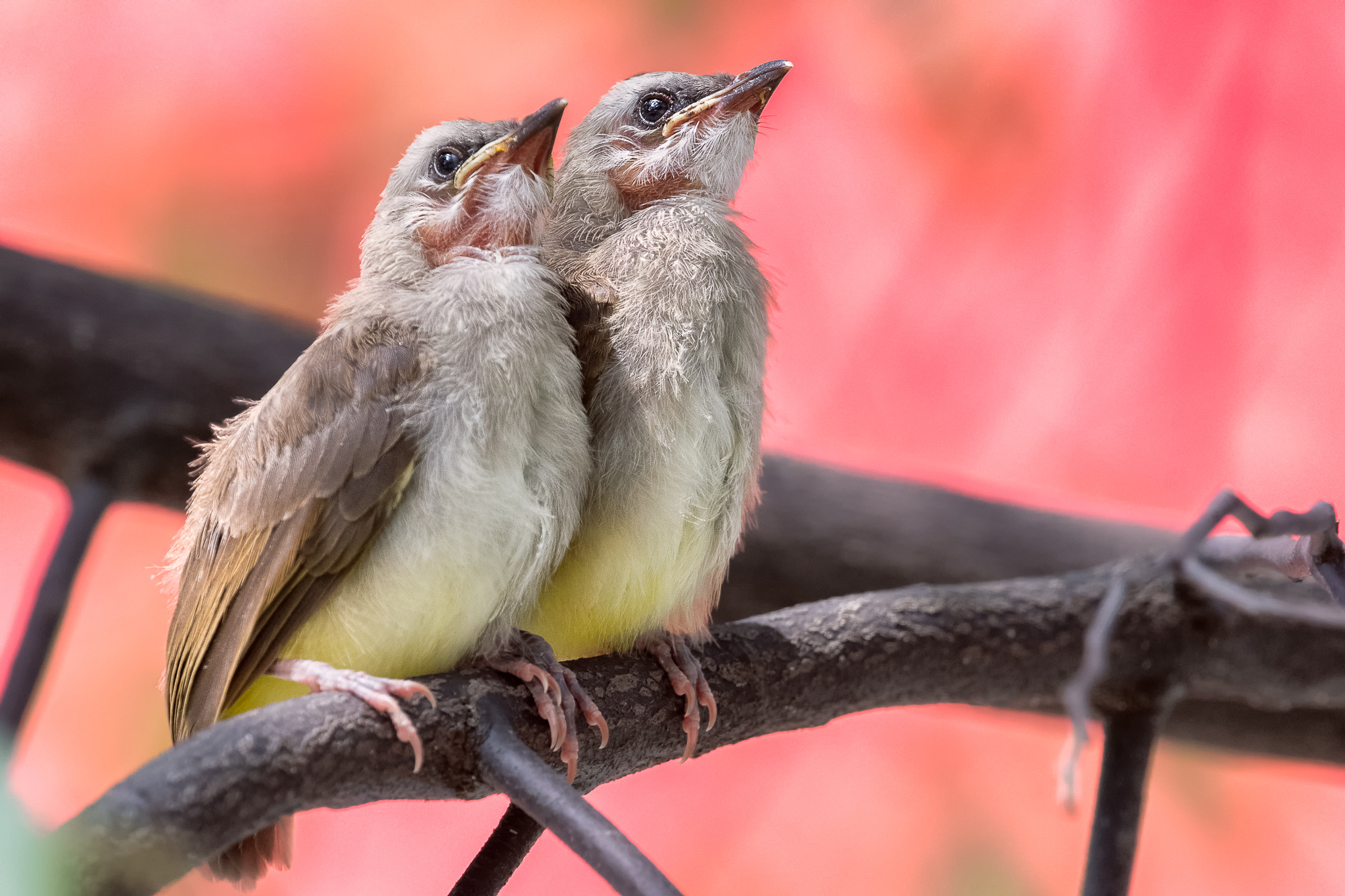 Nikon Nikkor AF-S 300mm F4E PF ED VR sample photo. Yellow-vented bulbul (juvenile) @ tuas photography
