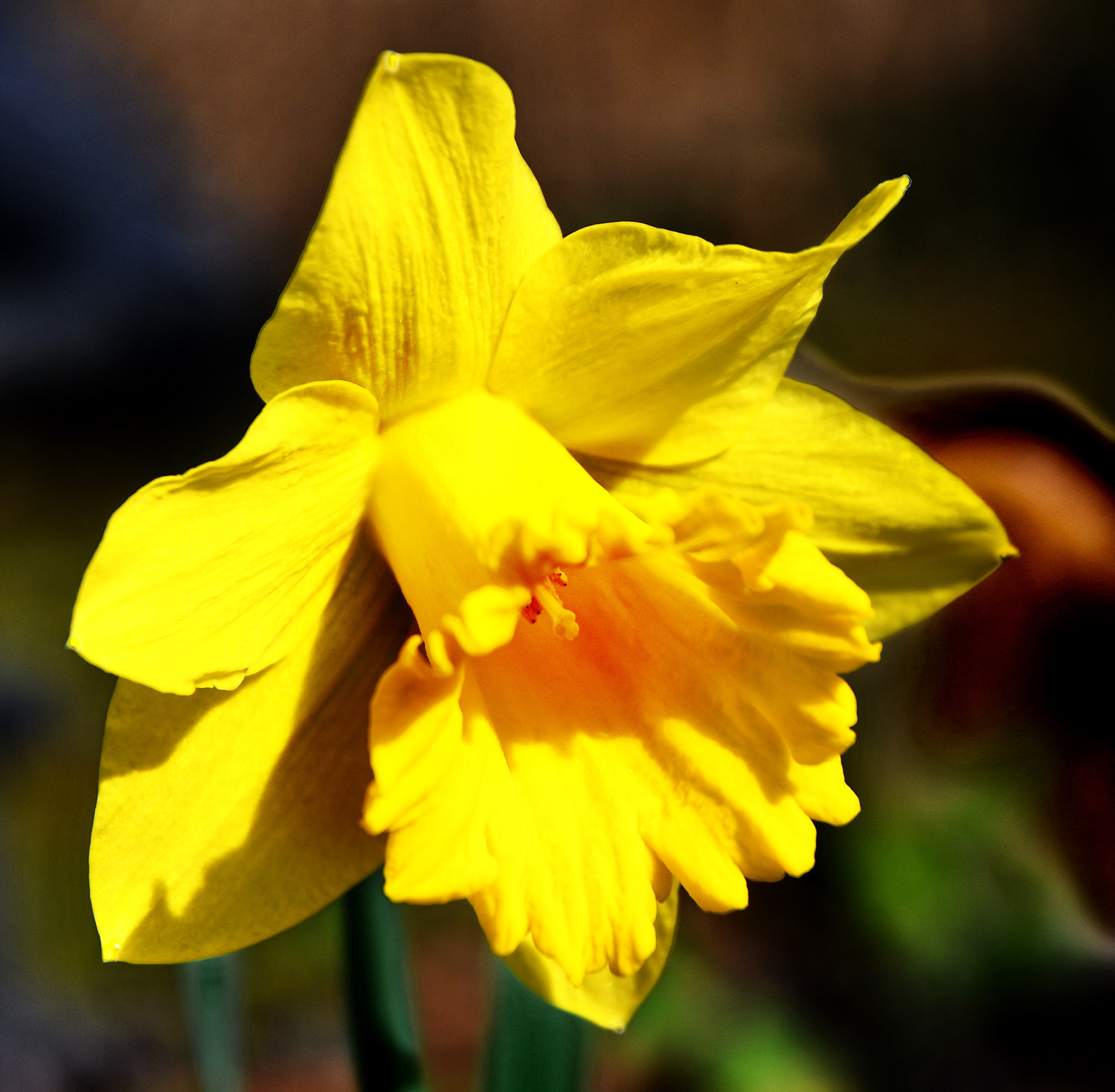 Sigma 17-70mm F2.8-4 DC Macro OS HSM | C sample photo. Osterglocke photography