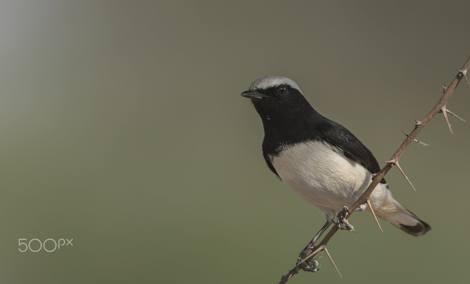 Nikon D750 sample photo. Variable wheatear (capistrata morph) photography