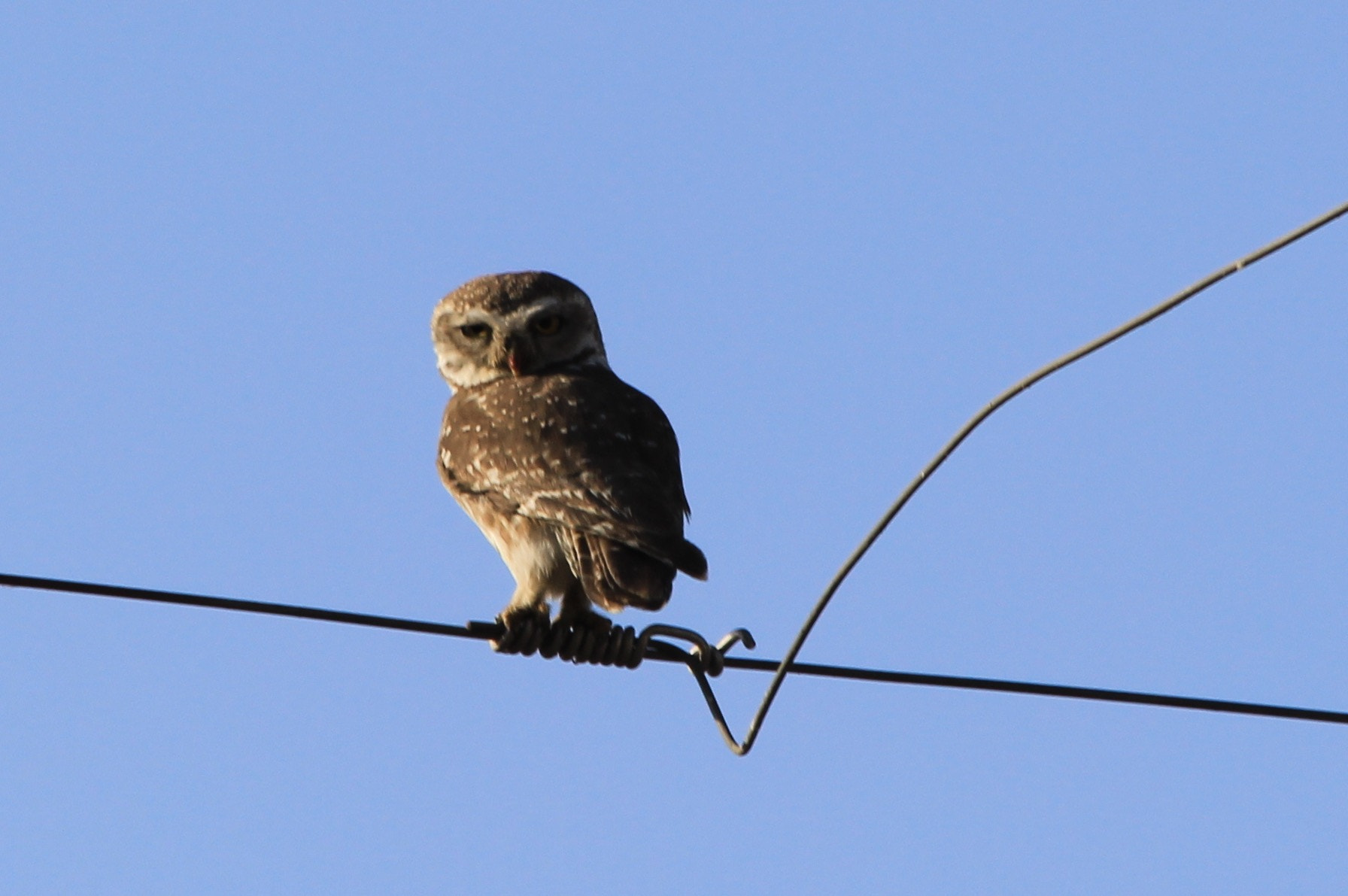 Canon EF 70-300mm F4-5.6 IS USM sample photo. Spotted owlet photography