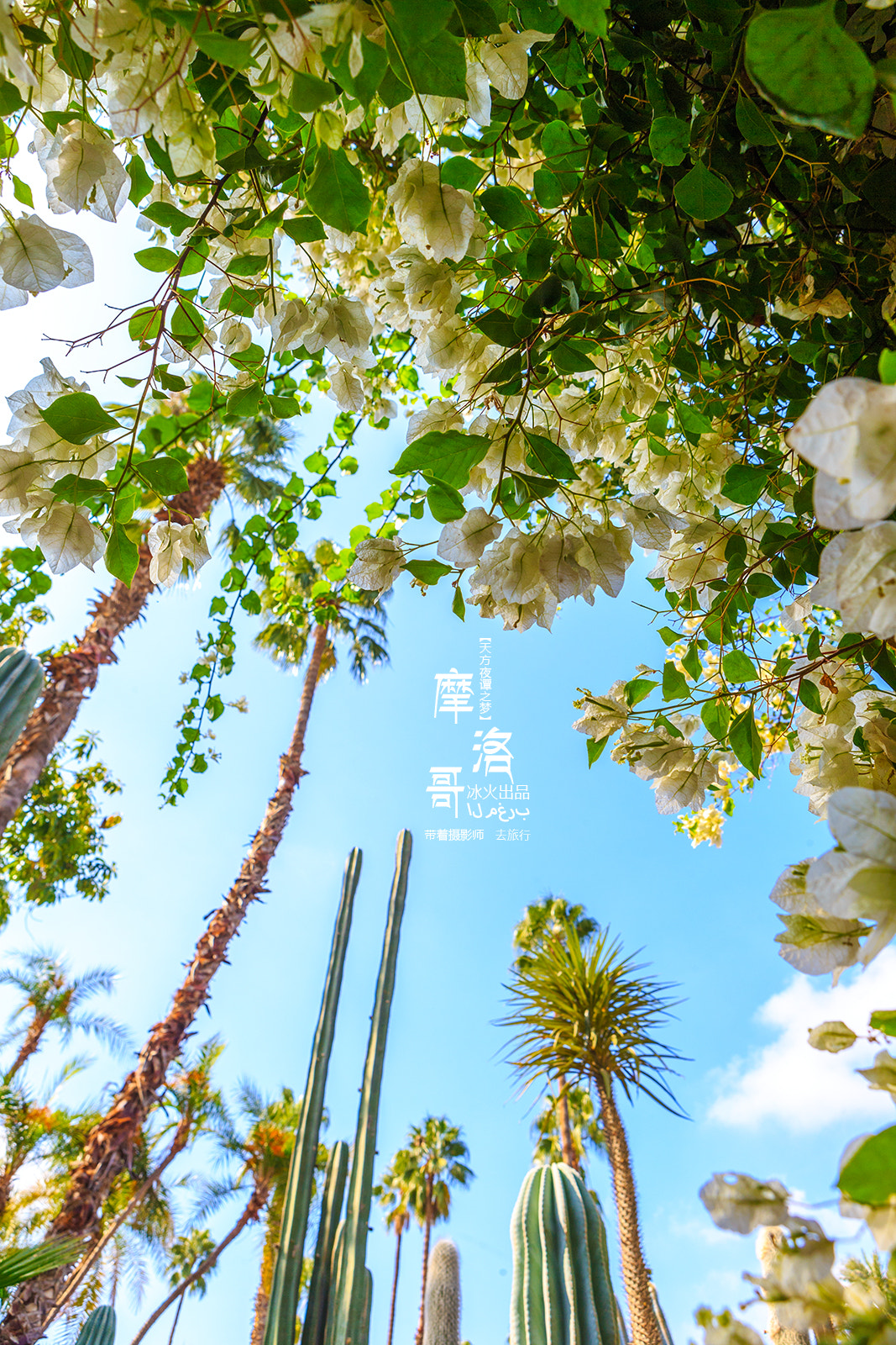 Canon EOS-1D X sample photo. 摩洛哥马约儿花园 photography