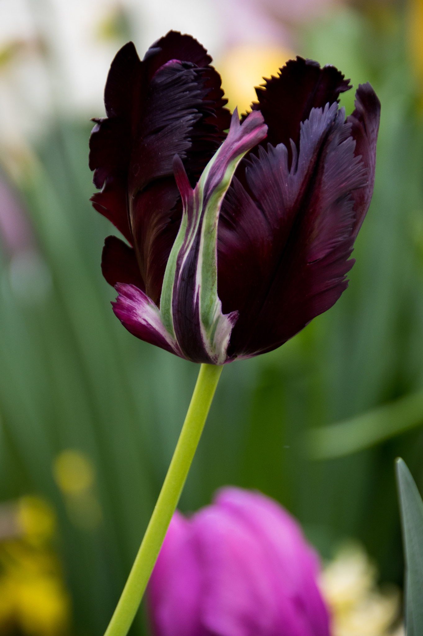 Sigma 18-300mm F3.5-6.3 DC Macro HSM sample photo. Picture photography