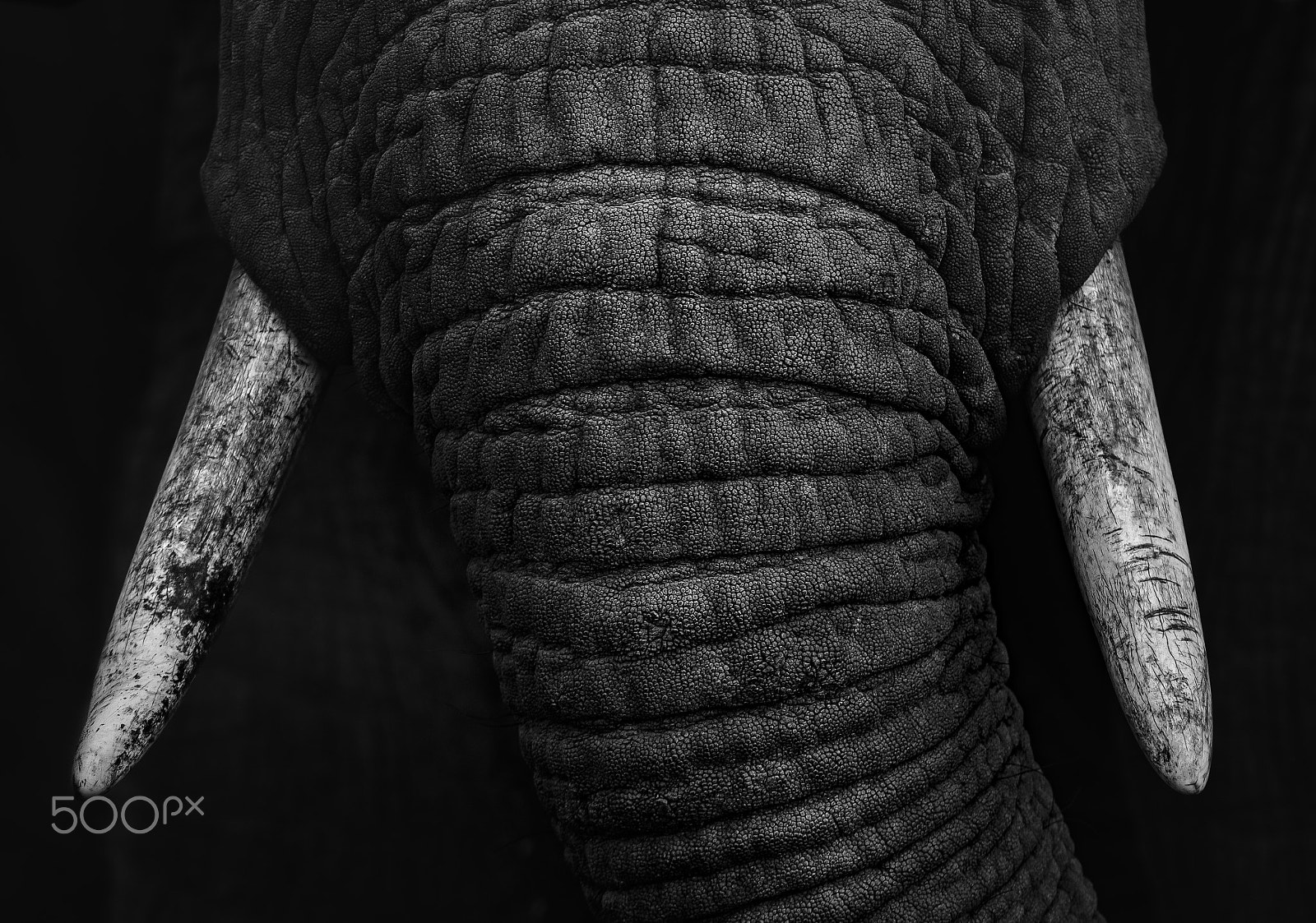 Nikon AF-S Nikkor 200-400mm F4G ED-IF VR sample photo. Symbolism photography