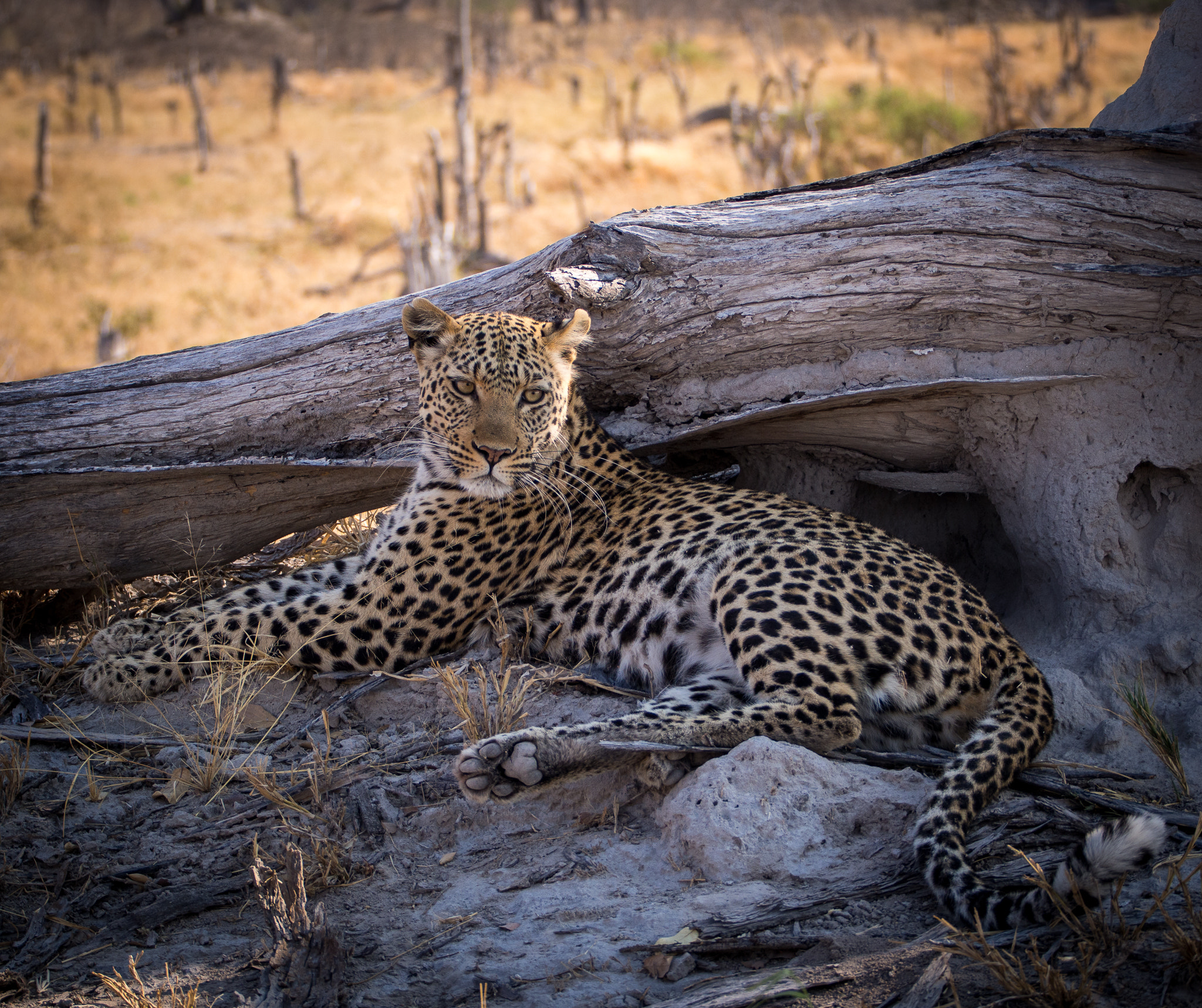 Olympus OM-D E-M5 sample photo. Maun botswana selinda camp (of ) photography
